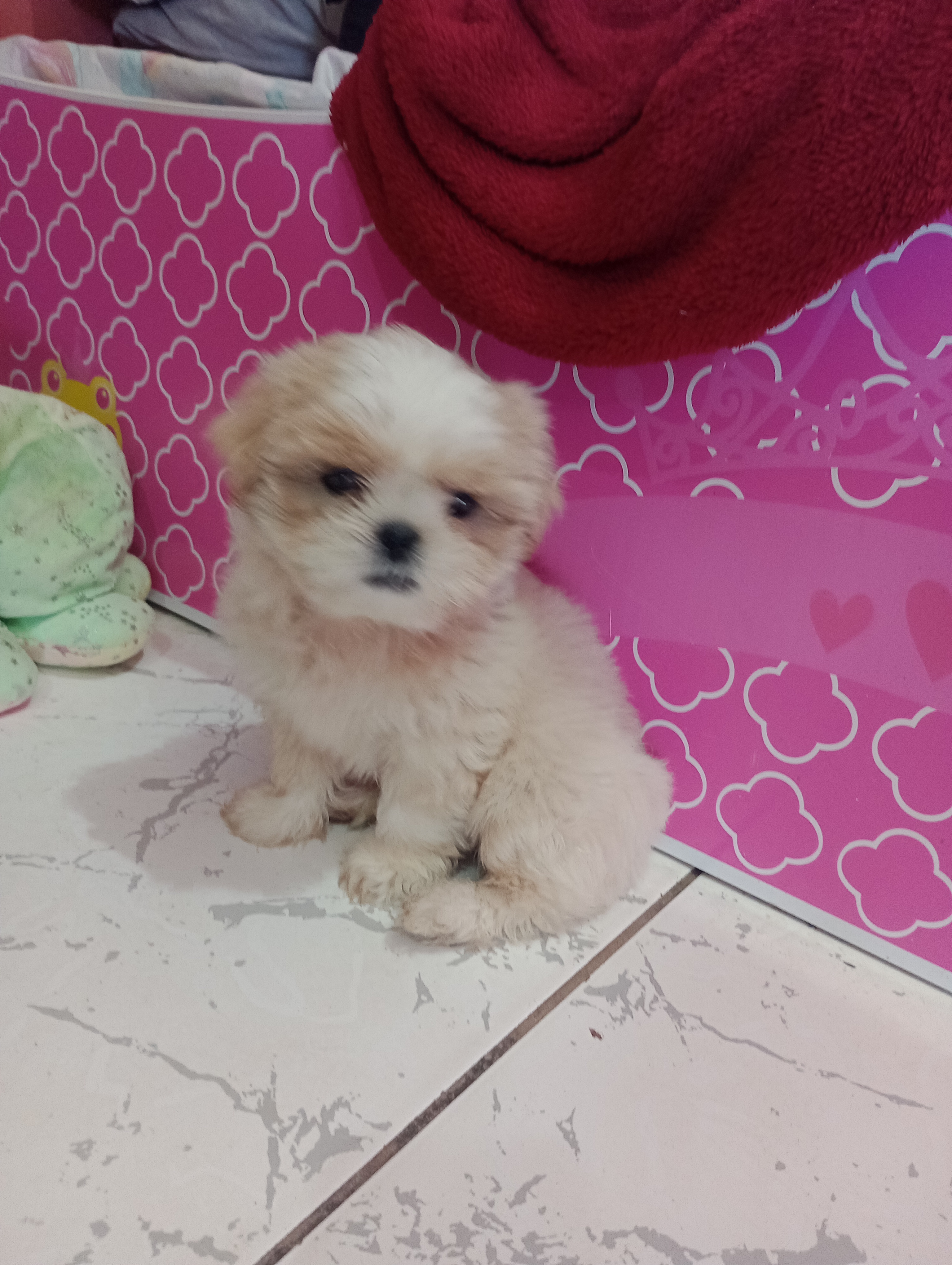 Portal Vendocão Filhote de Shitzu macho  Rio Branco