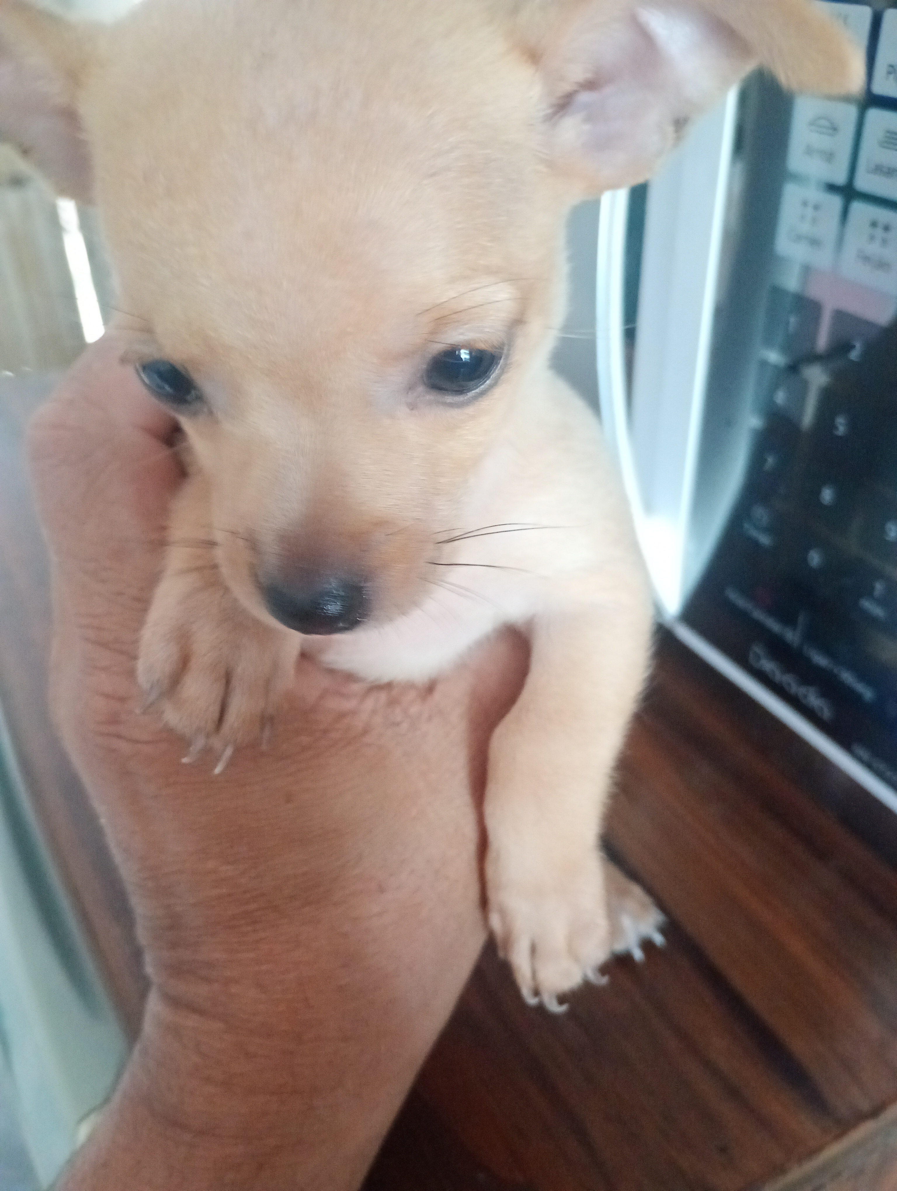 Filhotes de pinscher  - Foto 2