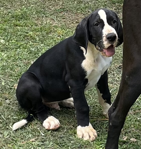 Portal Vendocão Filhote macho de Dogue Alemão Mantado. Vacinado e vermifugado Leopoldina 