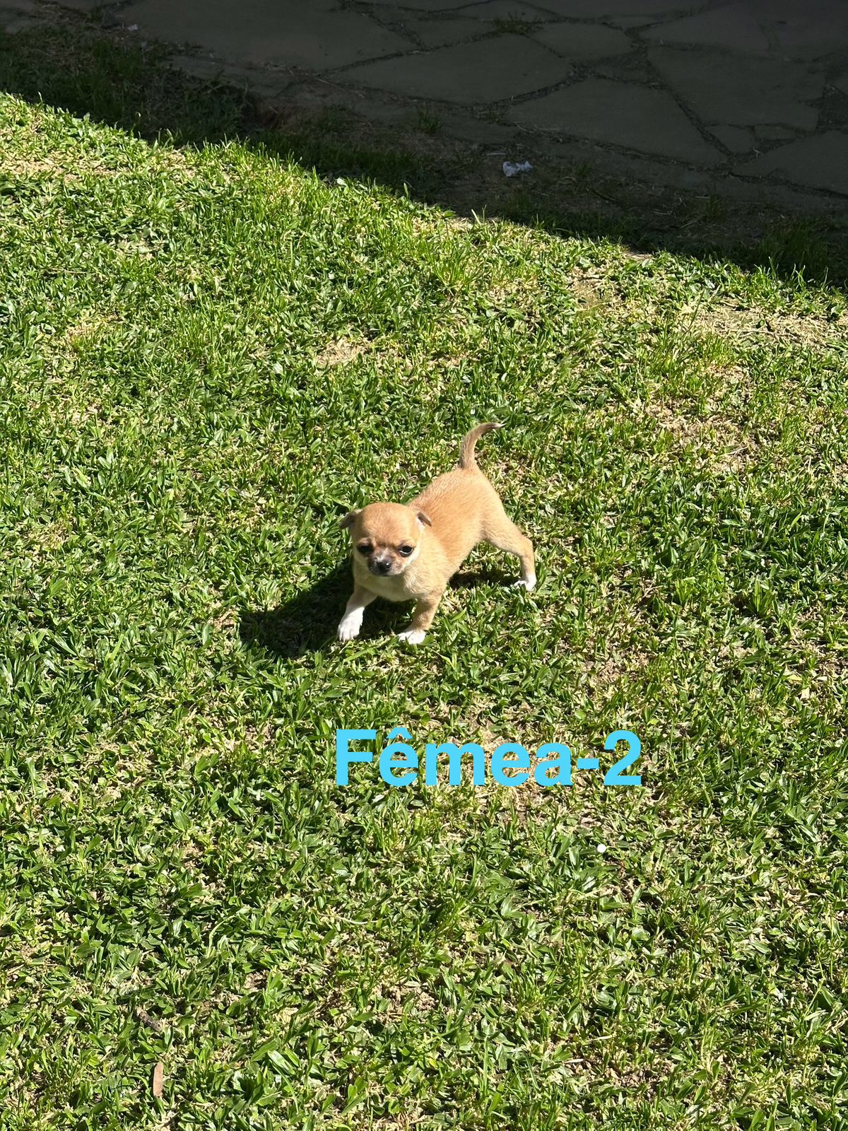 Portal Vendocão Chihuahua Farroupilha-RS