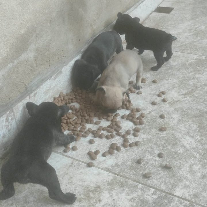Buldogues franceses  3 fêmeas 1 macho