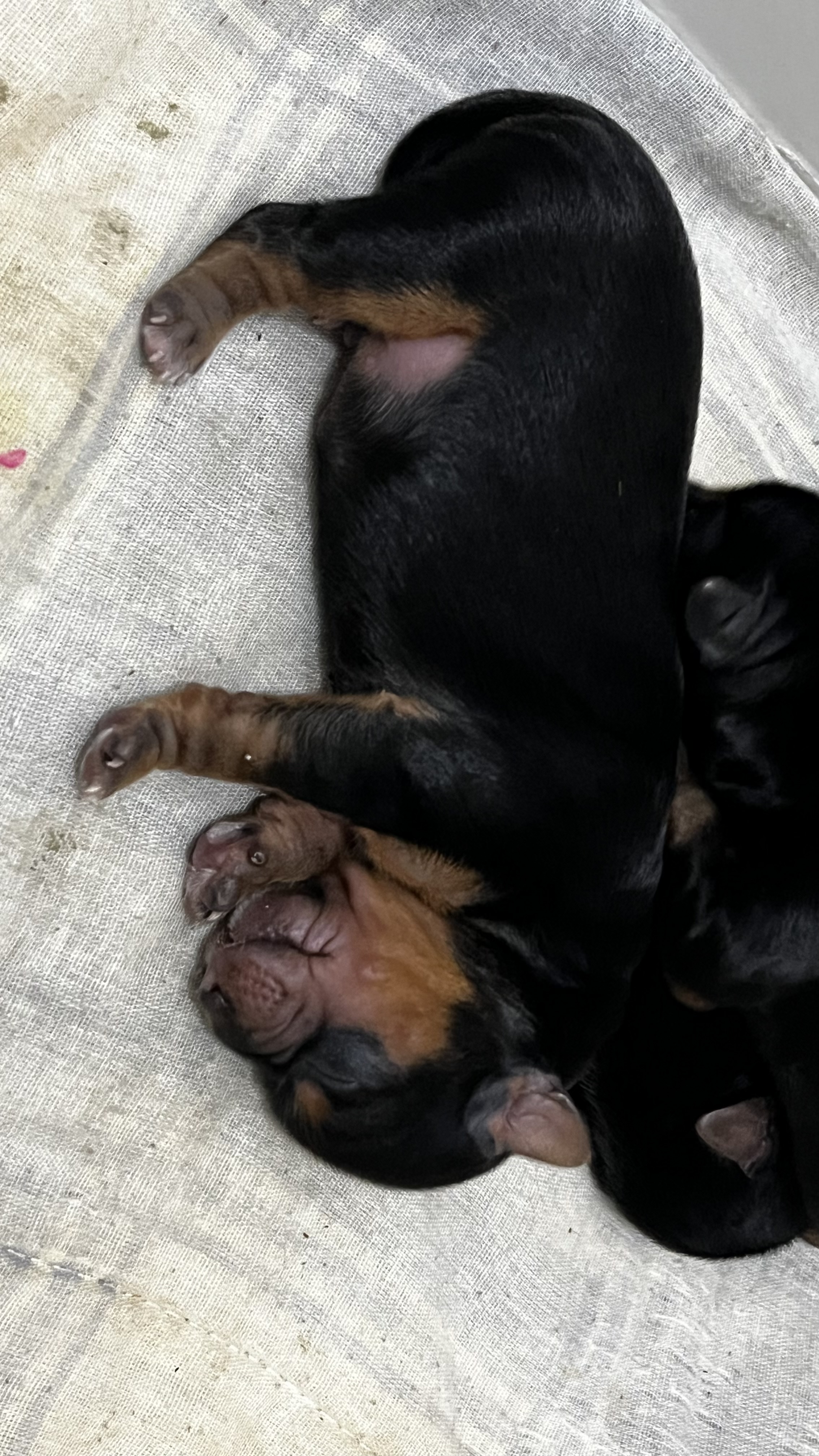 Portal Vendocão Filhotes de Yorkshire Terrier  Alagoinhas