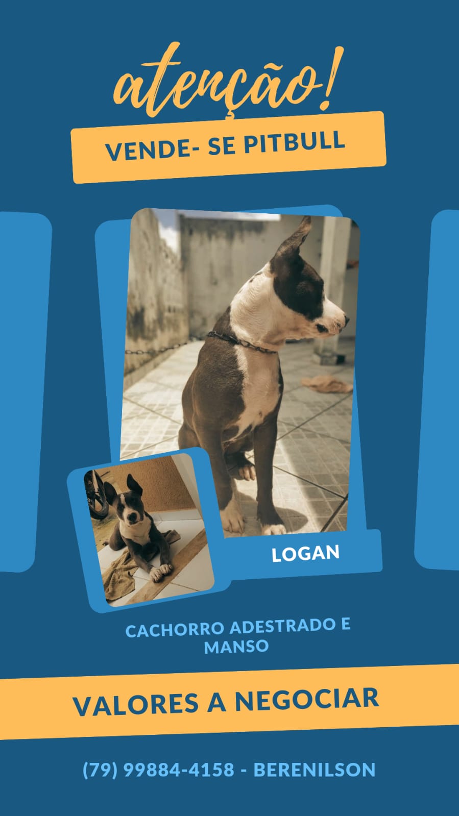 Portal Vendocão Vendo Pitbull  ARACAJU