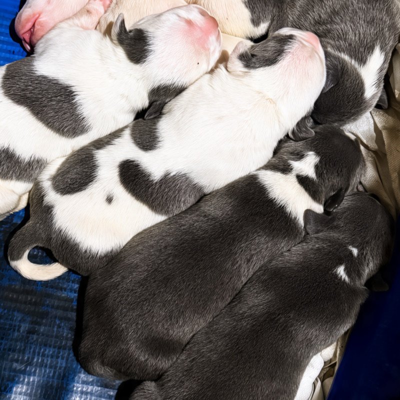 5 filhotes machos American Bully clássicos