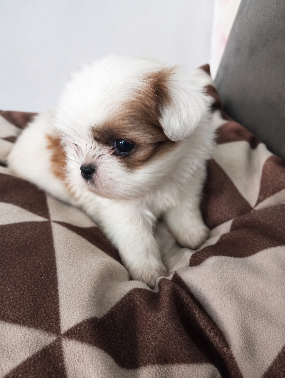 Lindo Filhote Shih-Tzu Porte Europeu ✨🐶 Disponível para um novo lar cheio de amor! ✔️ 3 meses ✔️ Porte europeu (pequeno) ✔️ Muito dócil e carinhoso ✔️ Brincalhão ✔️ Já come ração ✔️ Ideal para apartamento Pelagem branca e preta, super fofo(a), perfeito(a) para companhia. Ótimo temperamento, acostuma