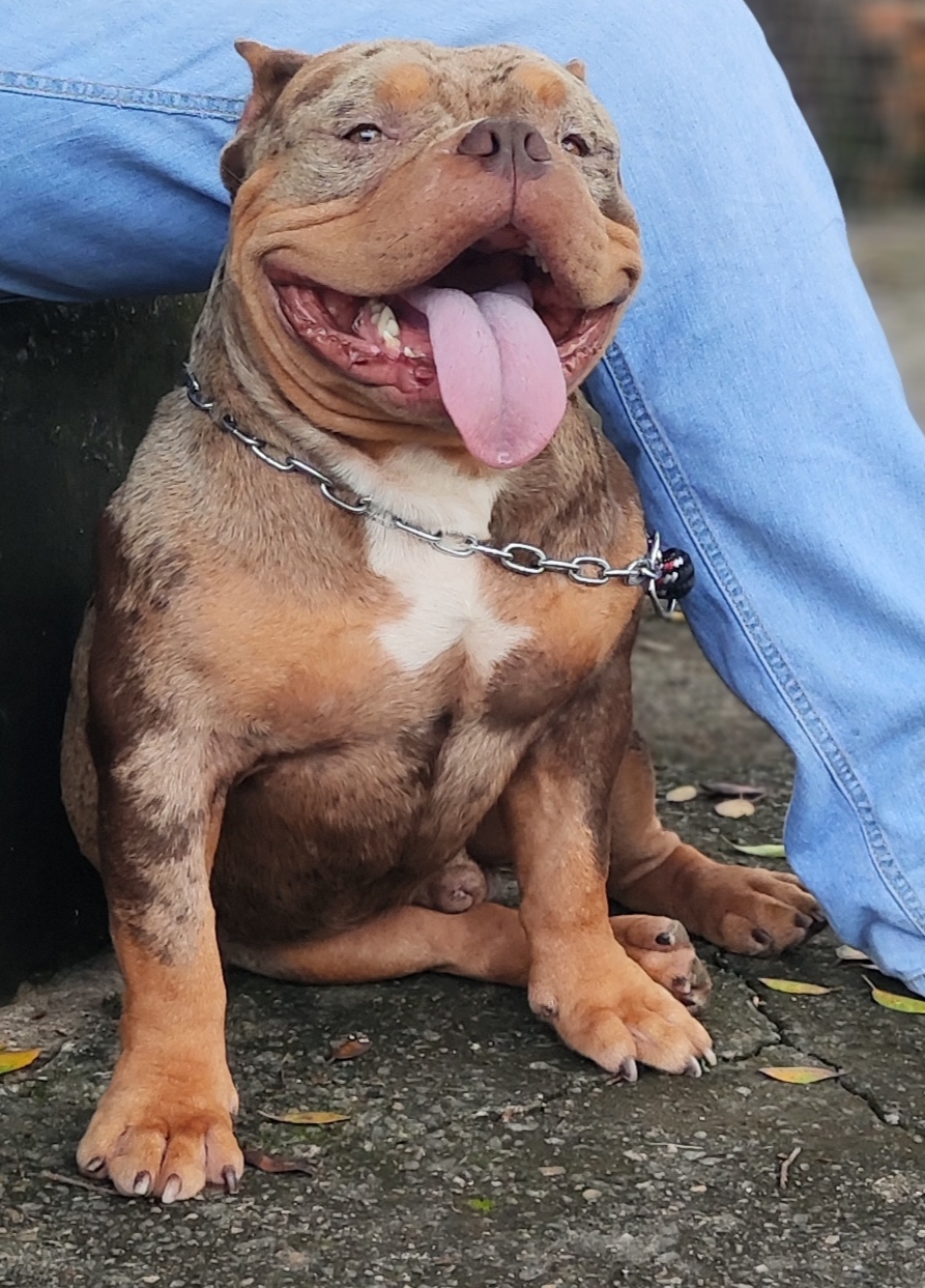 Portal Vendocão American Bully disponível pra cobertura  Aparecida de Goiânia