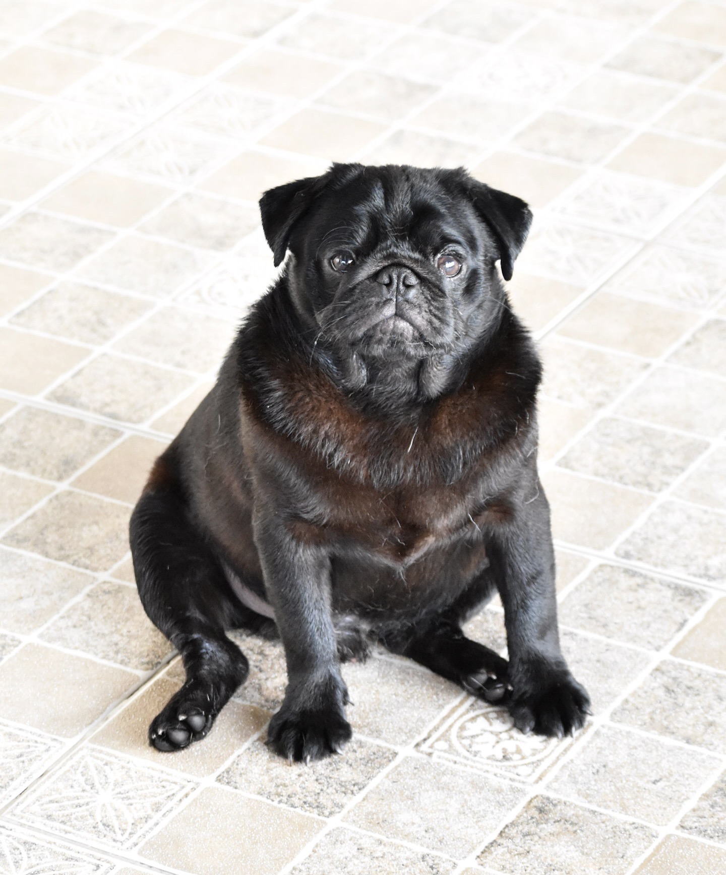 Filhote pug preto  - Foto 1