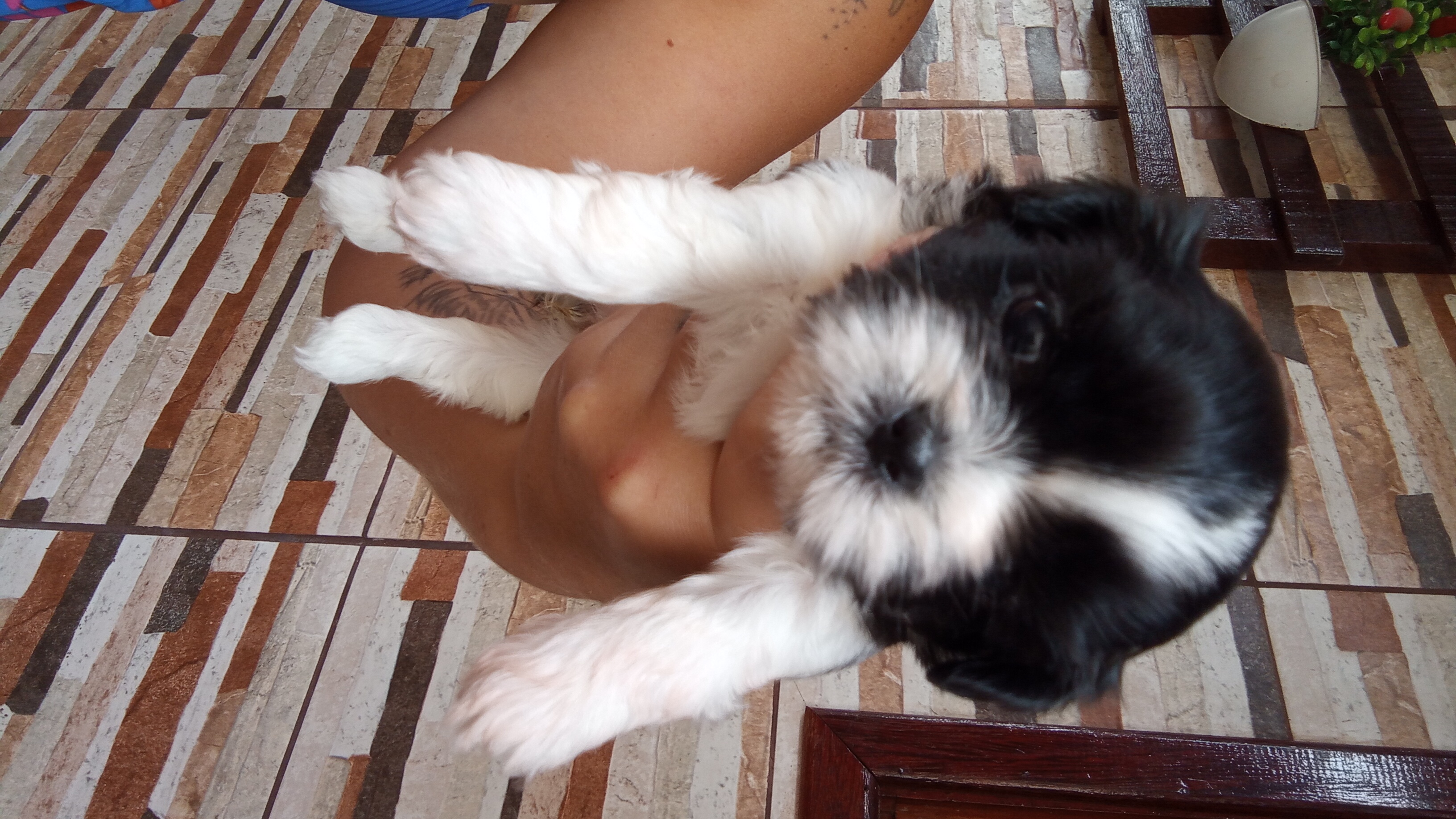 Portal Vendocão Vendo filhotes de Shihtzu  Belford Roxo