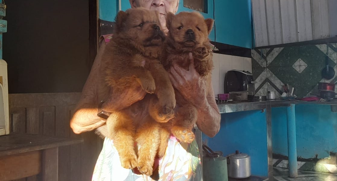 Portal Vendocão Vendo filhote de chowchow  Mojuí dos campos 