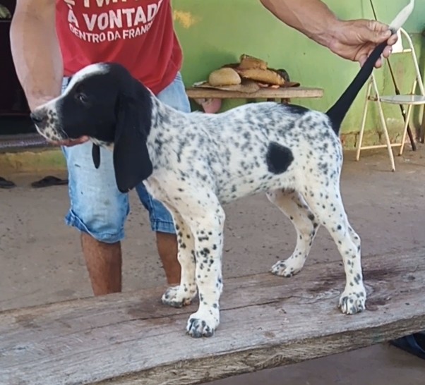 Cachorro americano