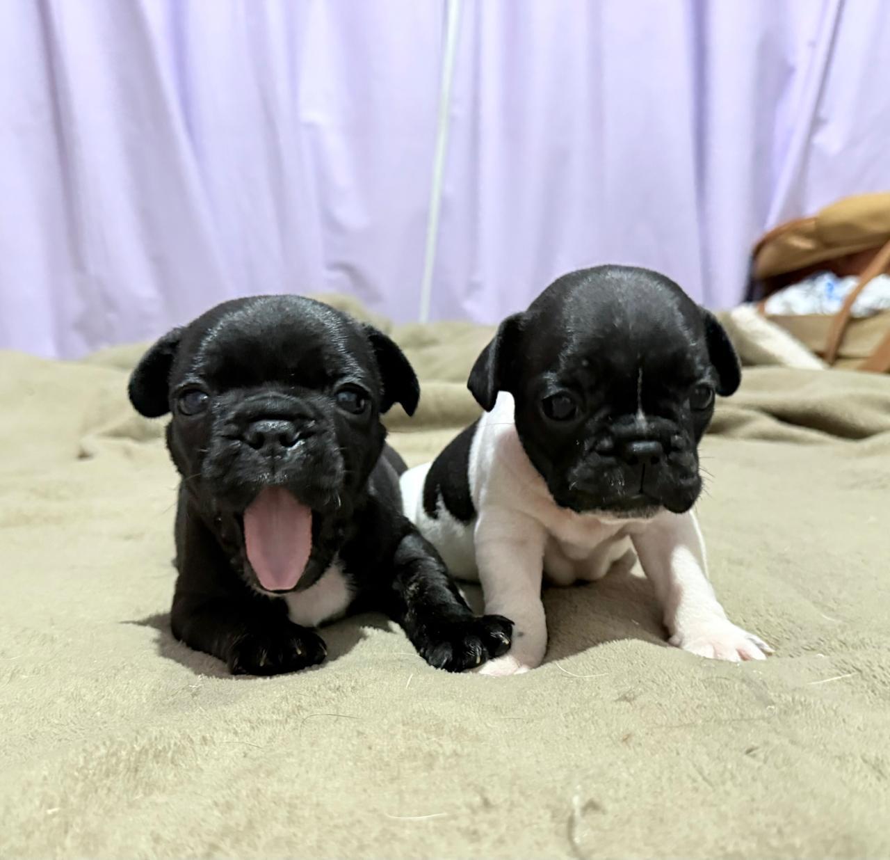 Portal Vendocão Venda Bulldog francês Pato Branco