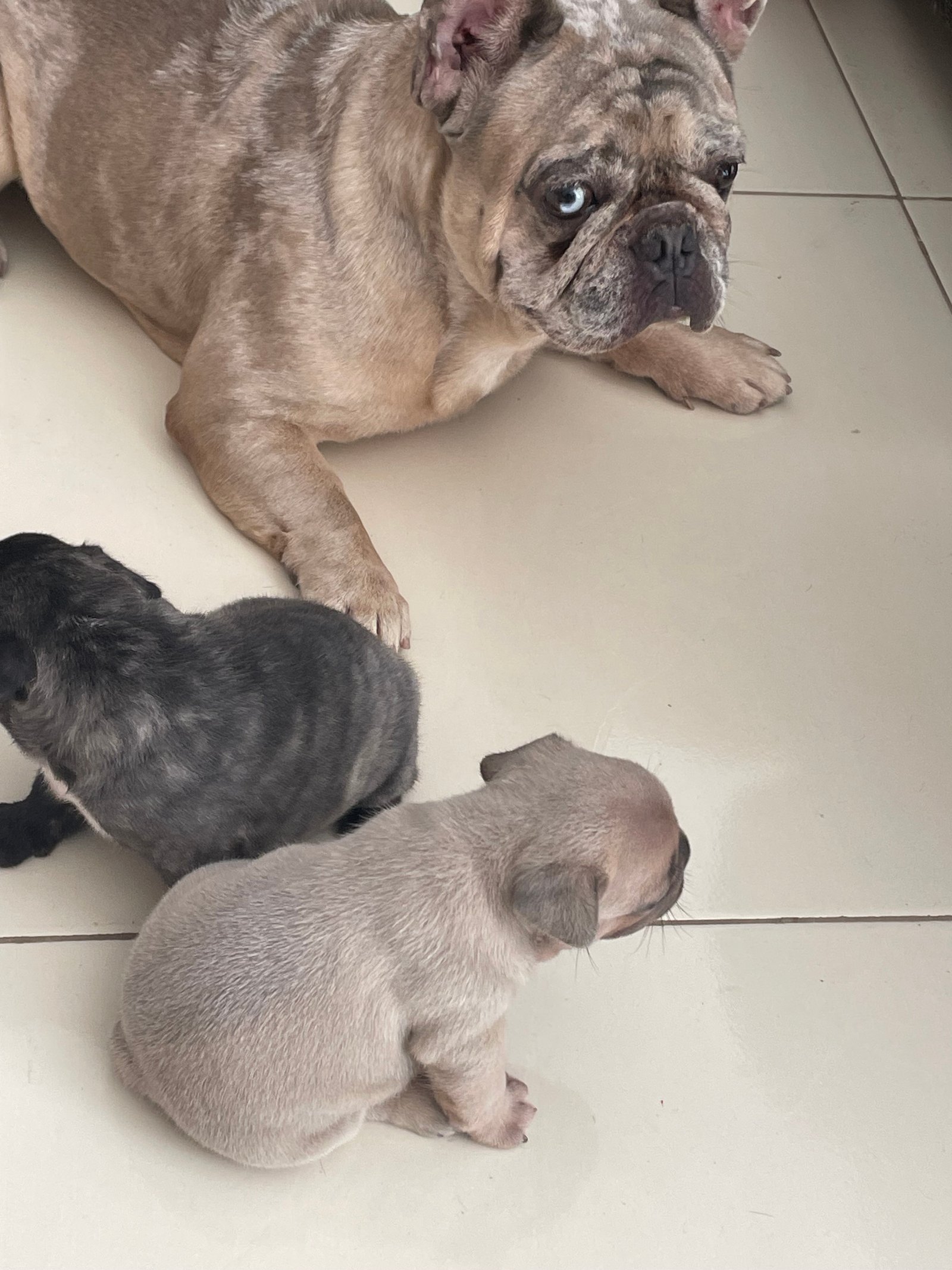 🐶 **Filhotes de bulldog francês 