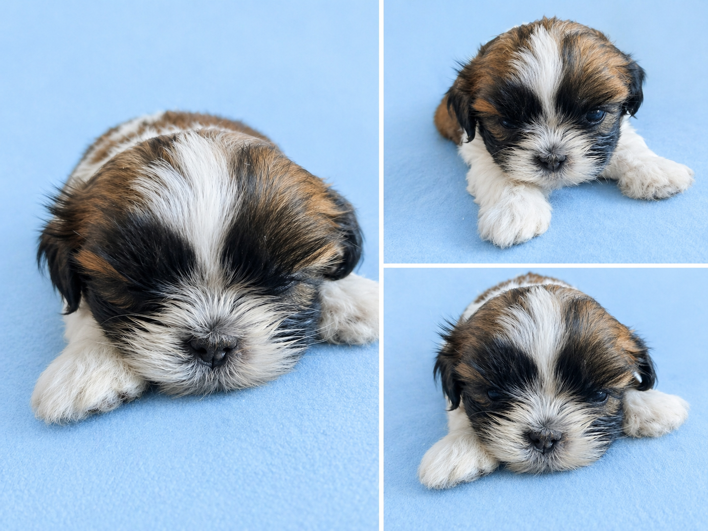 Últimos machinhos Shihtzu - Foto 3