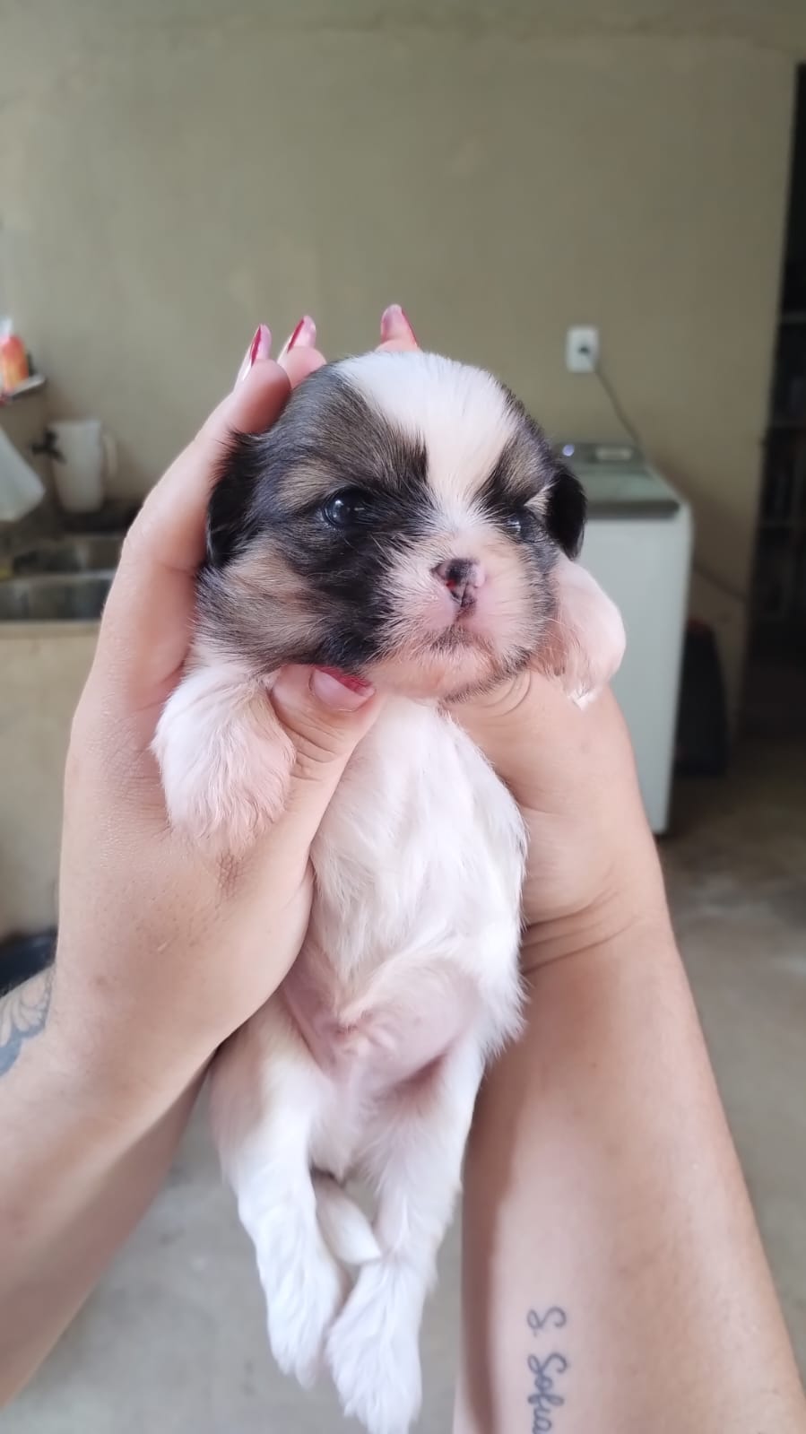Shih Tzu mini macho  - Foto 1