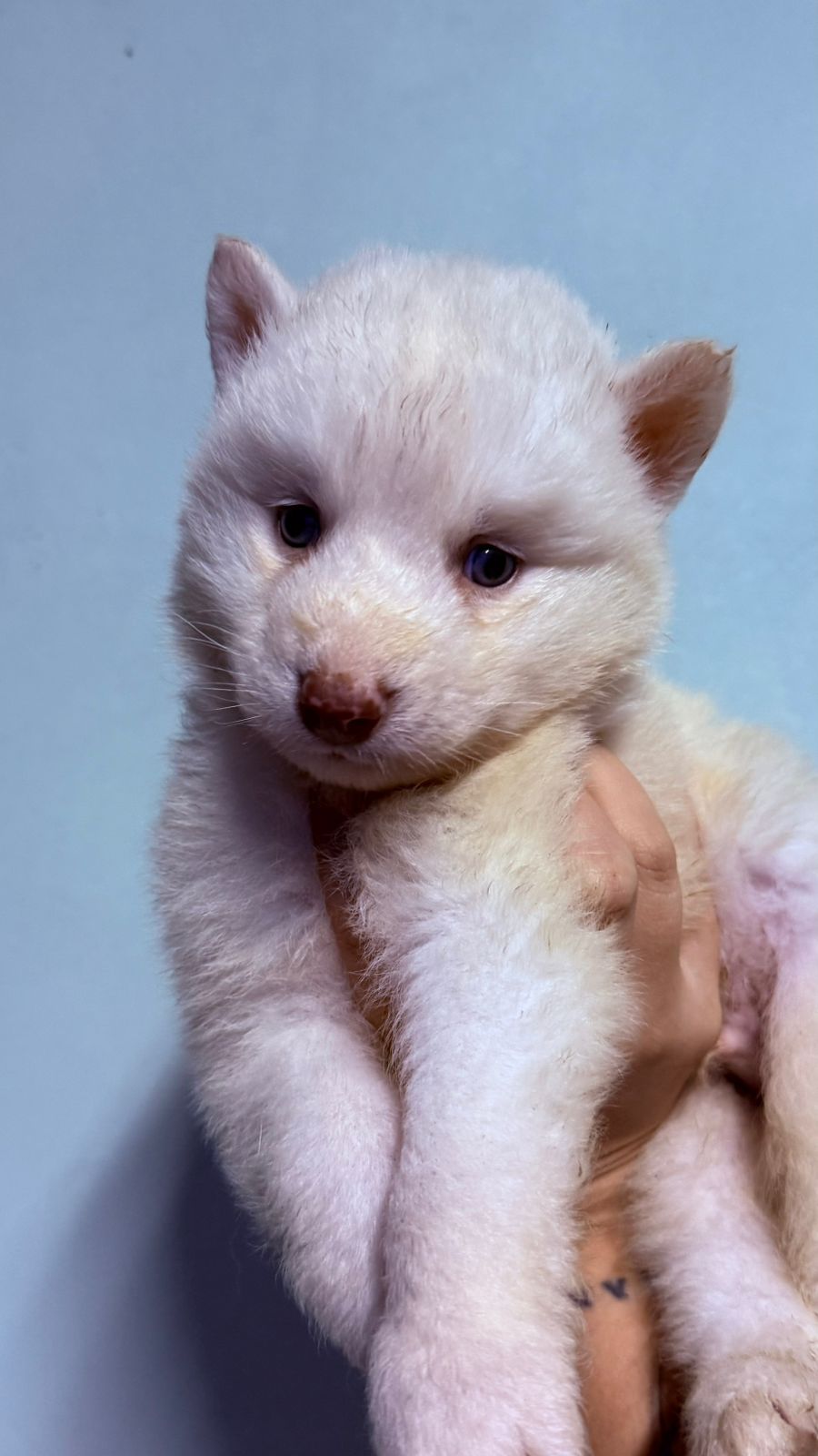 Husky siberiano macho - Foto 1