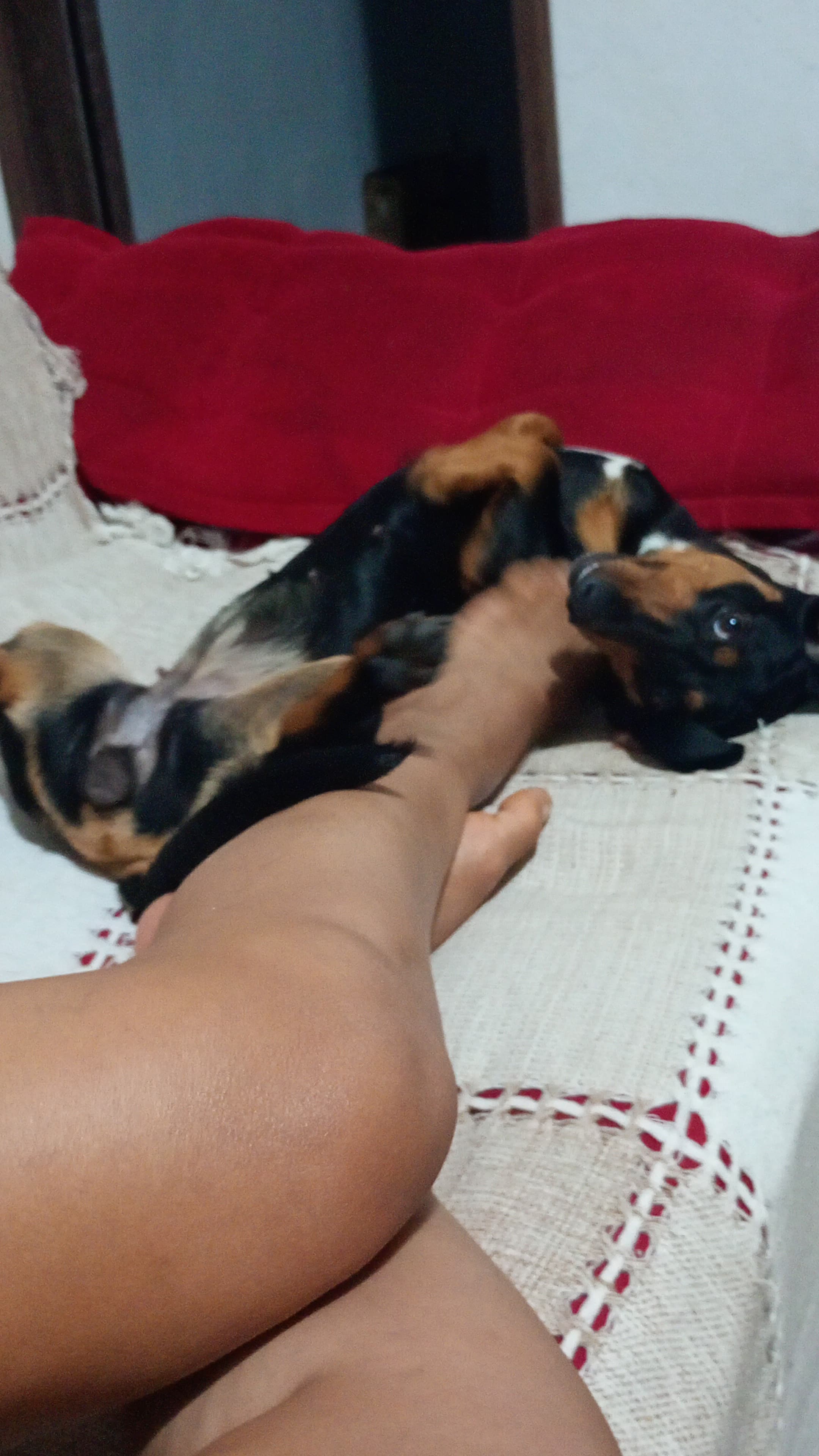 Vendo linda salsichinha fêmea dócil  - Foto 2