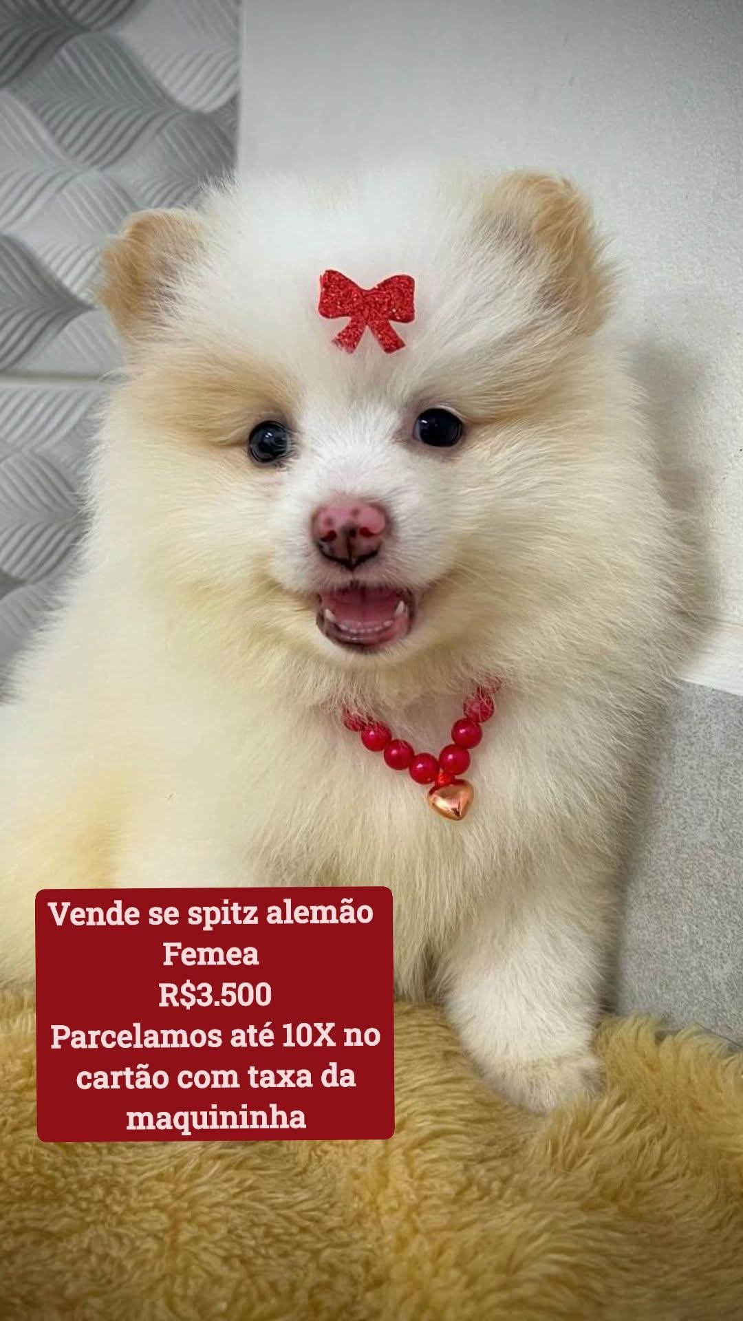 Cachorro 