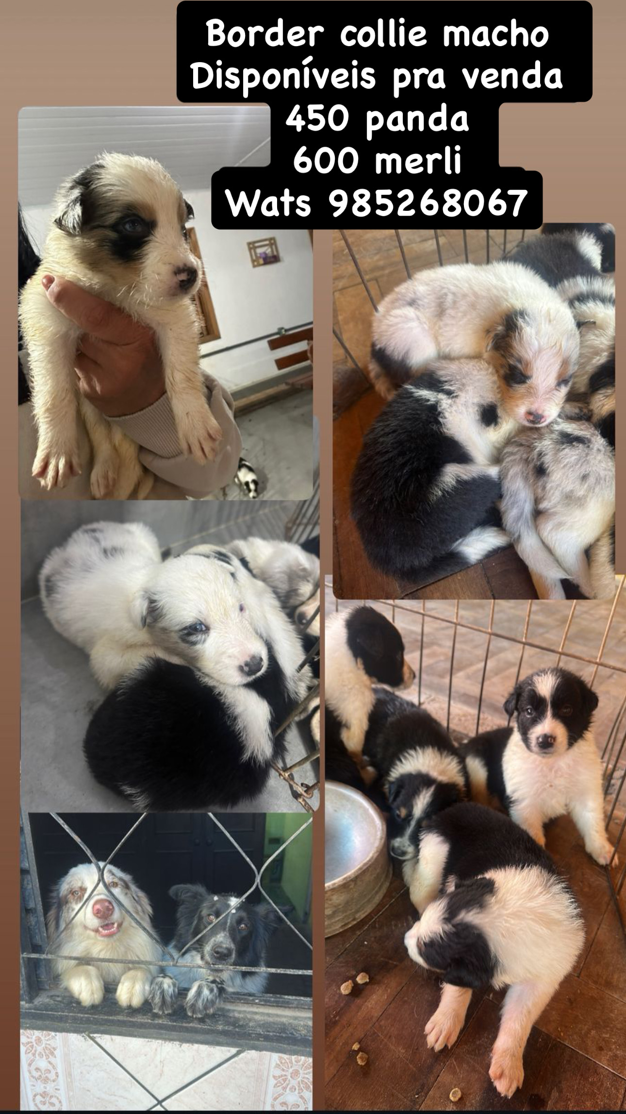 Portal Vendocão Border collie  Porto Alegre 