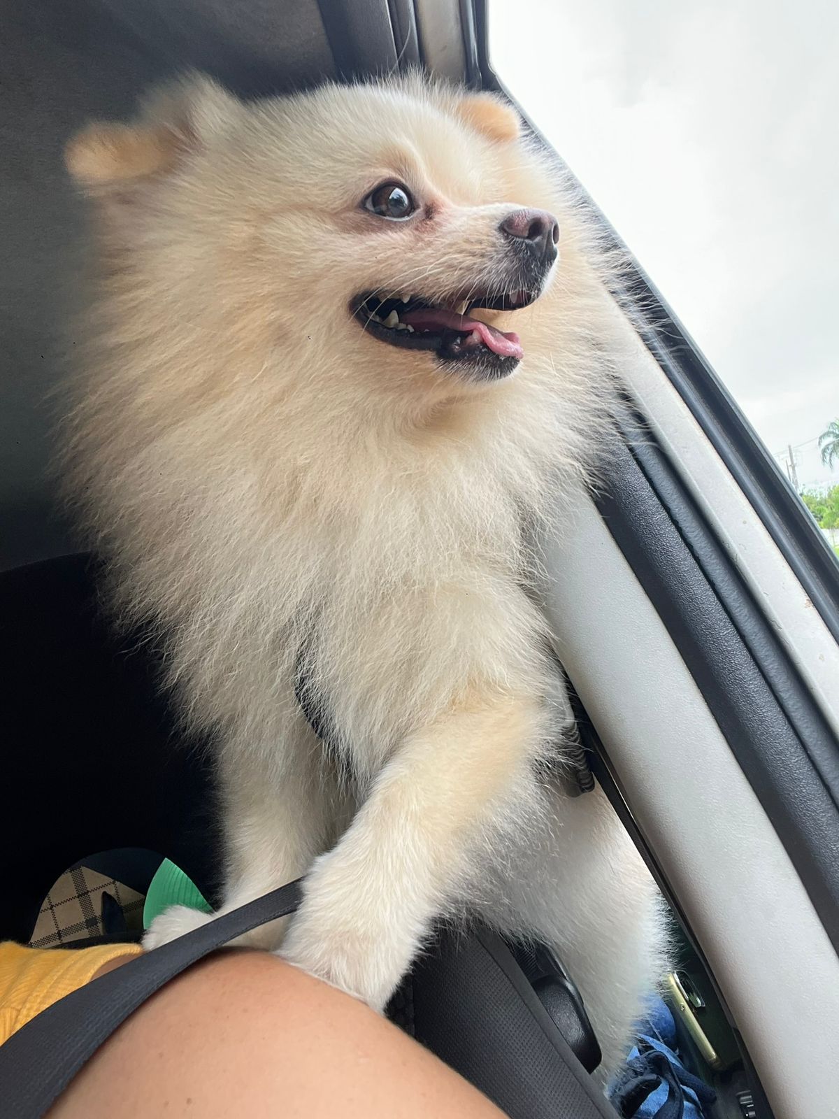 Portal Vendocão SPITZ ALEMÃO - ADULTO - Pedigree CBKC JOAO PESSOA