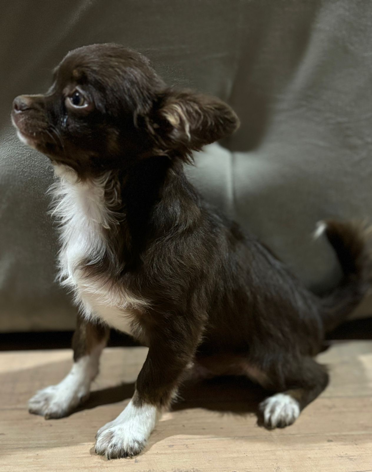 Portal Vendocão Filhote chihuahua pelo longo macho Caruaru 