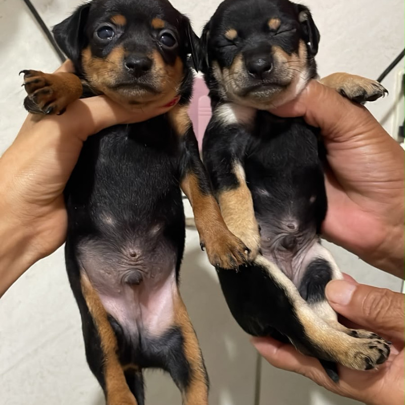 PINSCHER N1 - Foto 1