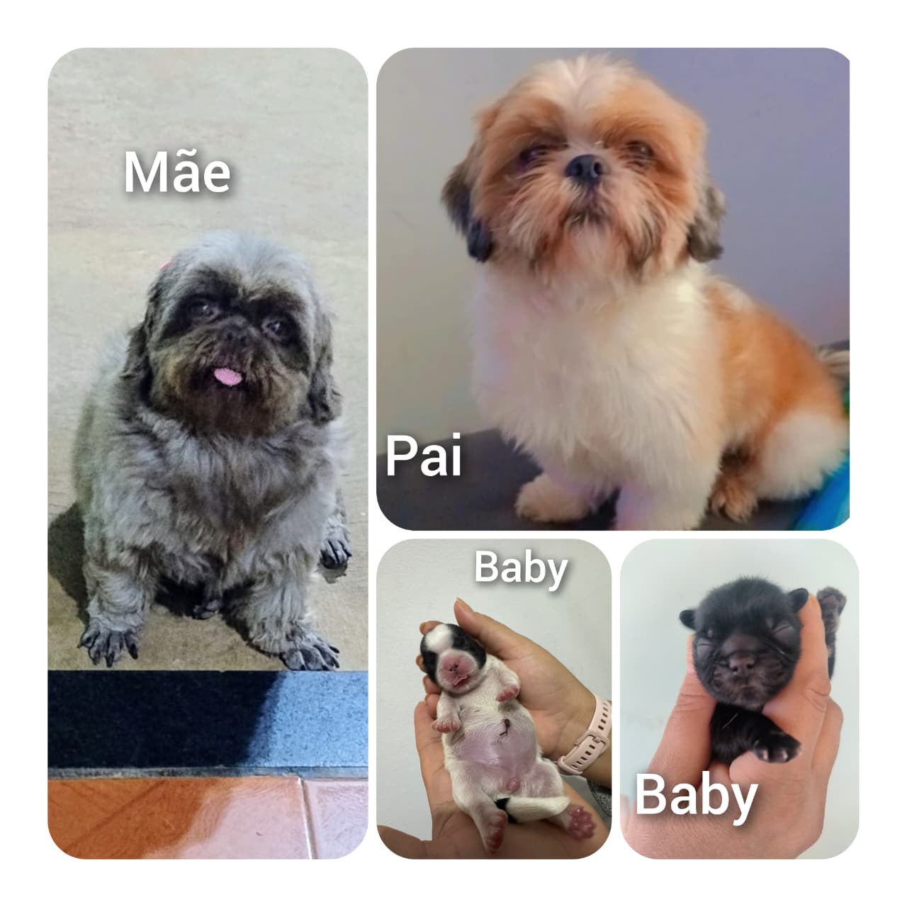 Portal Vendocão Filhotes raça Shitzu  Campo Grande