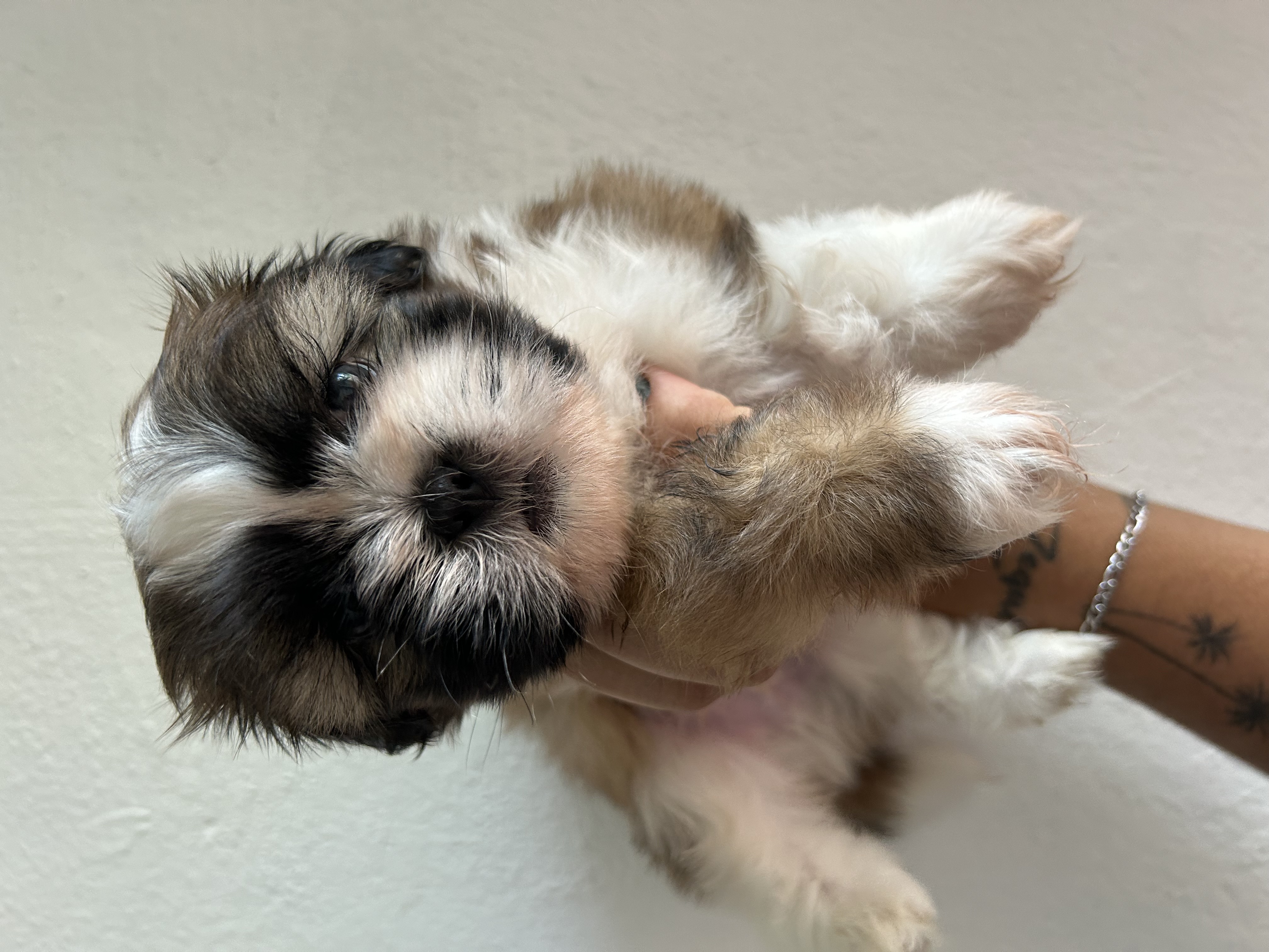 Portal Vendocão Shihtzu Machinho Rio de Janeiro 