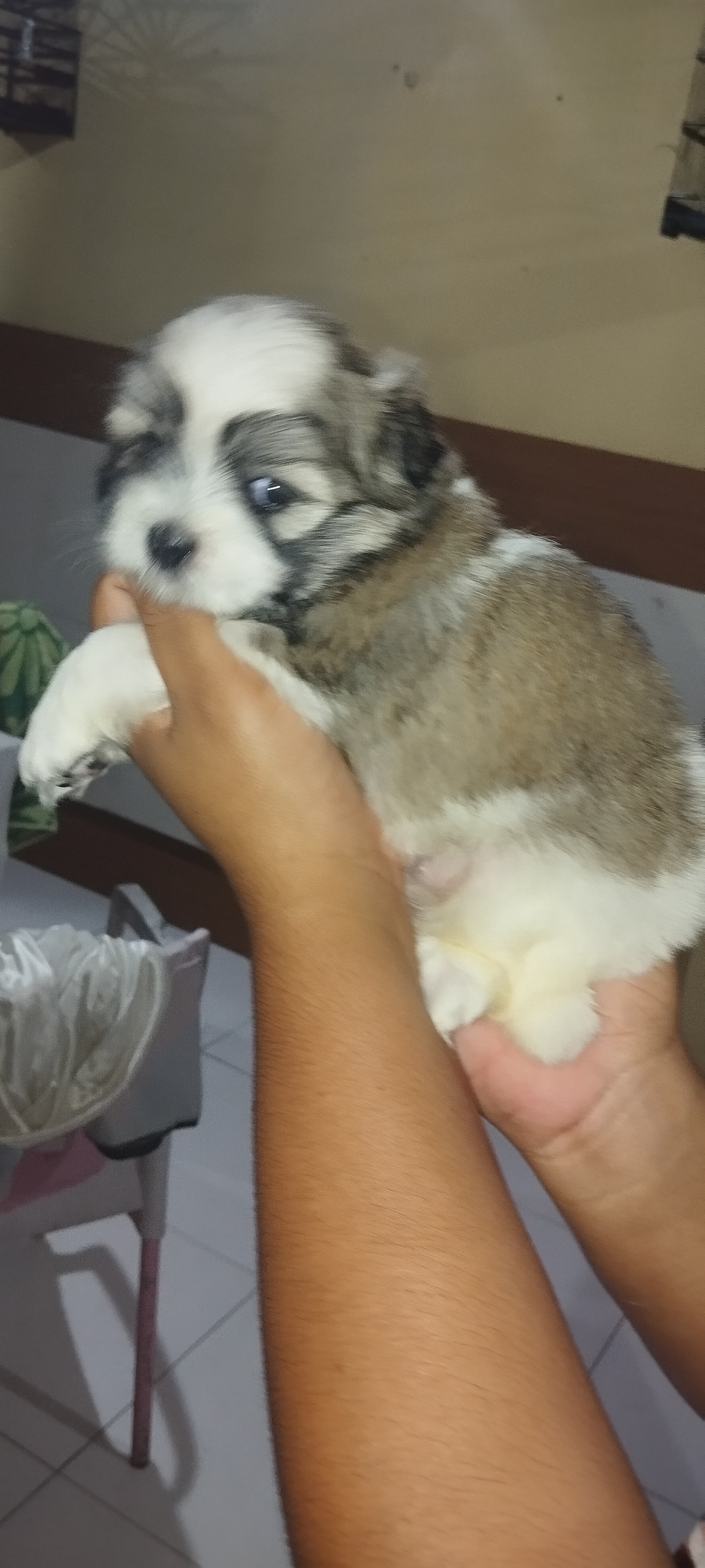 Portal Vendocão Vendo filhotes de Shitzu puros  São Luís