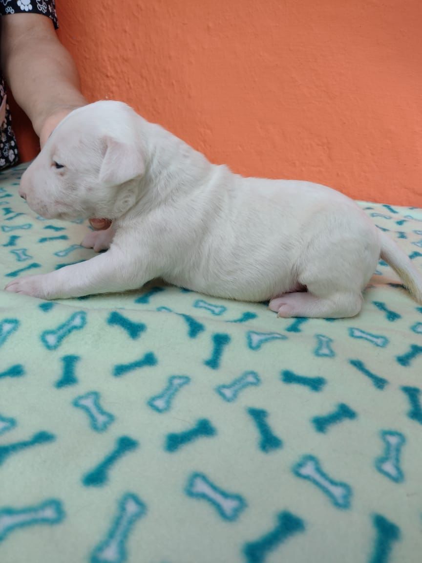 Portal Vendocão Belos Filhotes Bull Terriler Ingles Jundia