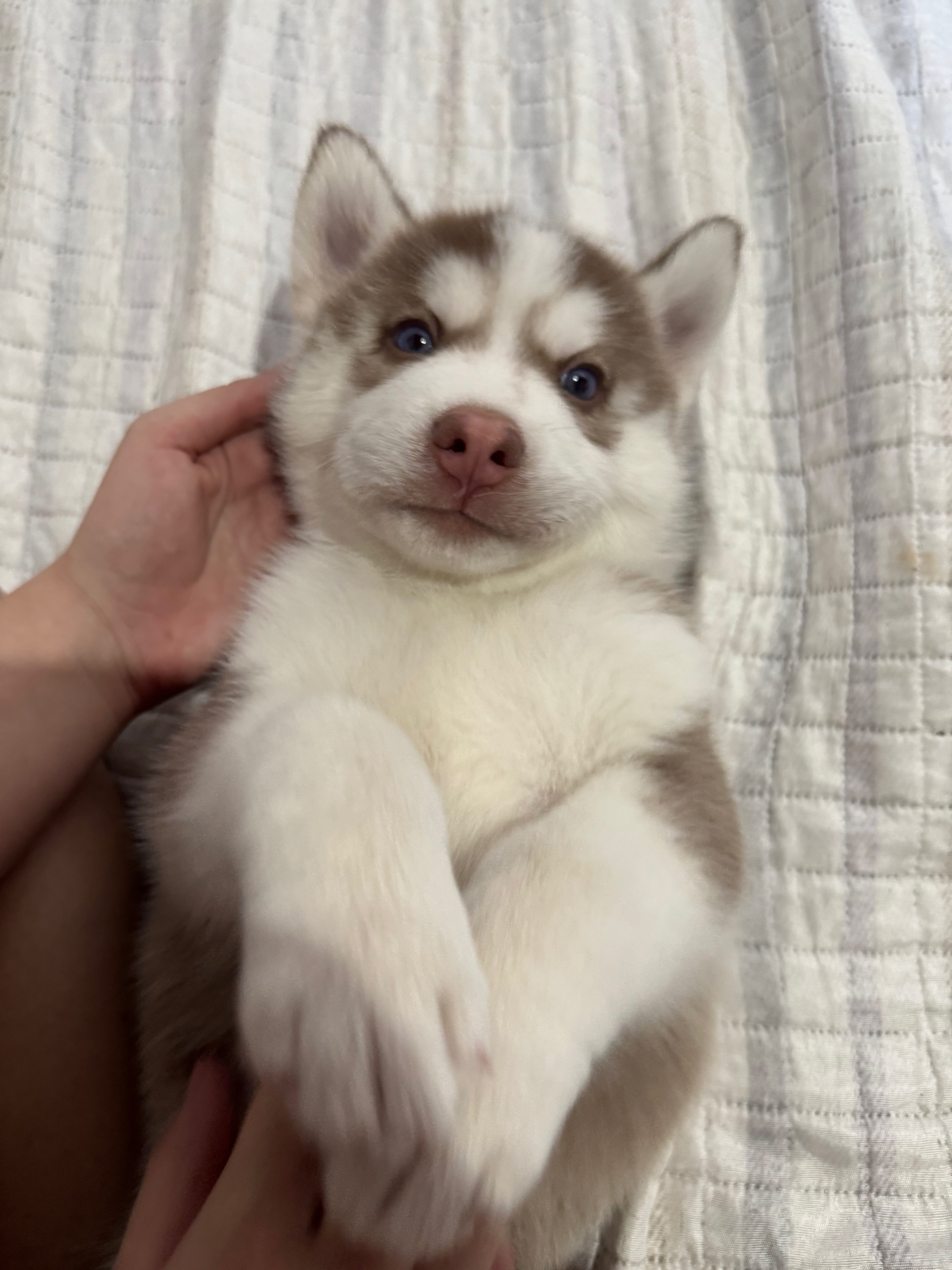 Portal Vendocão HUSKY SIBERIANO PURO São Luís 