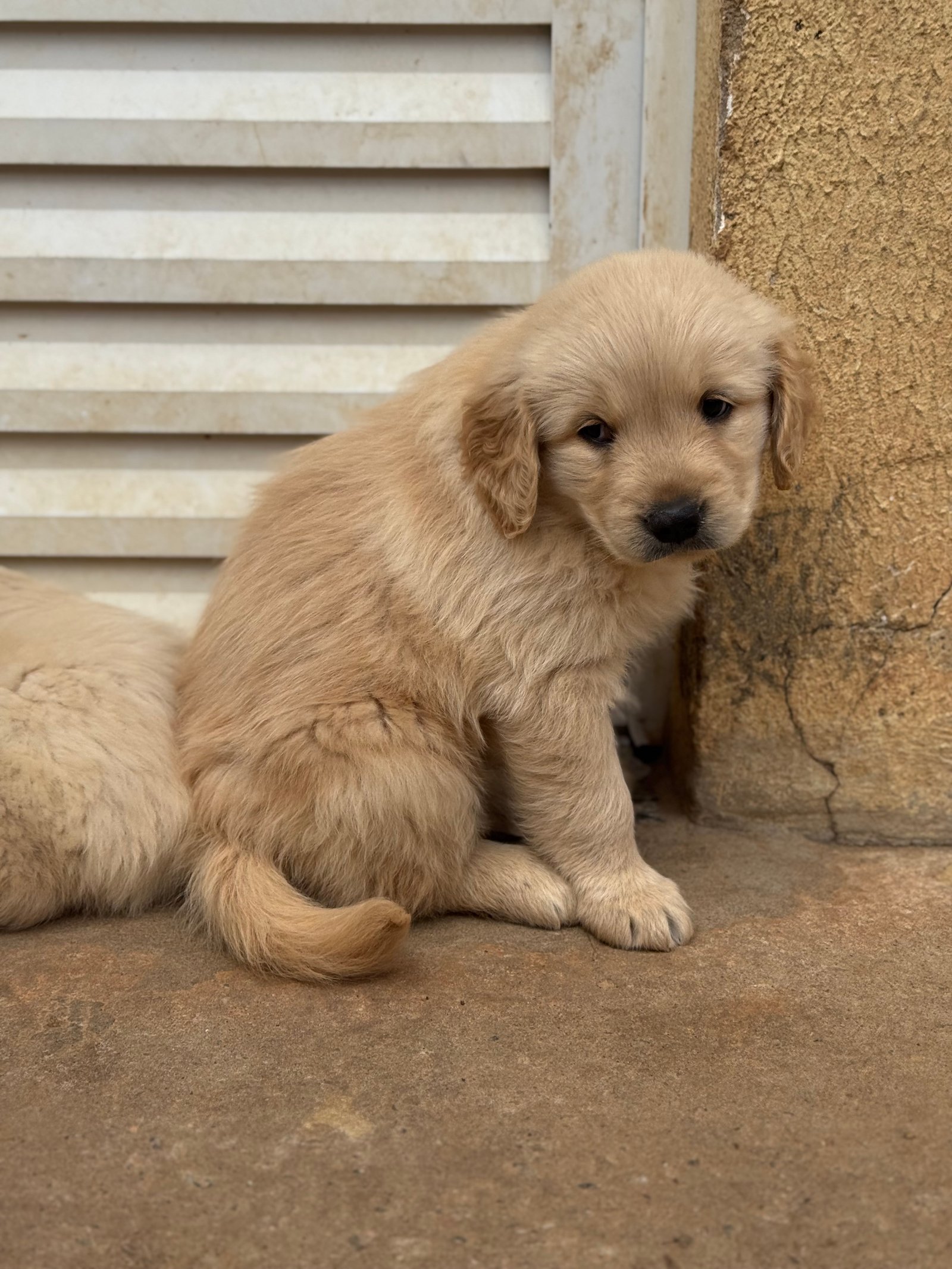 Golden Retriever  - Foto 4
