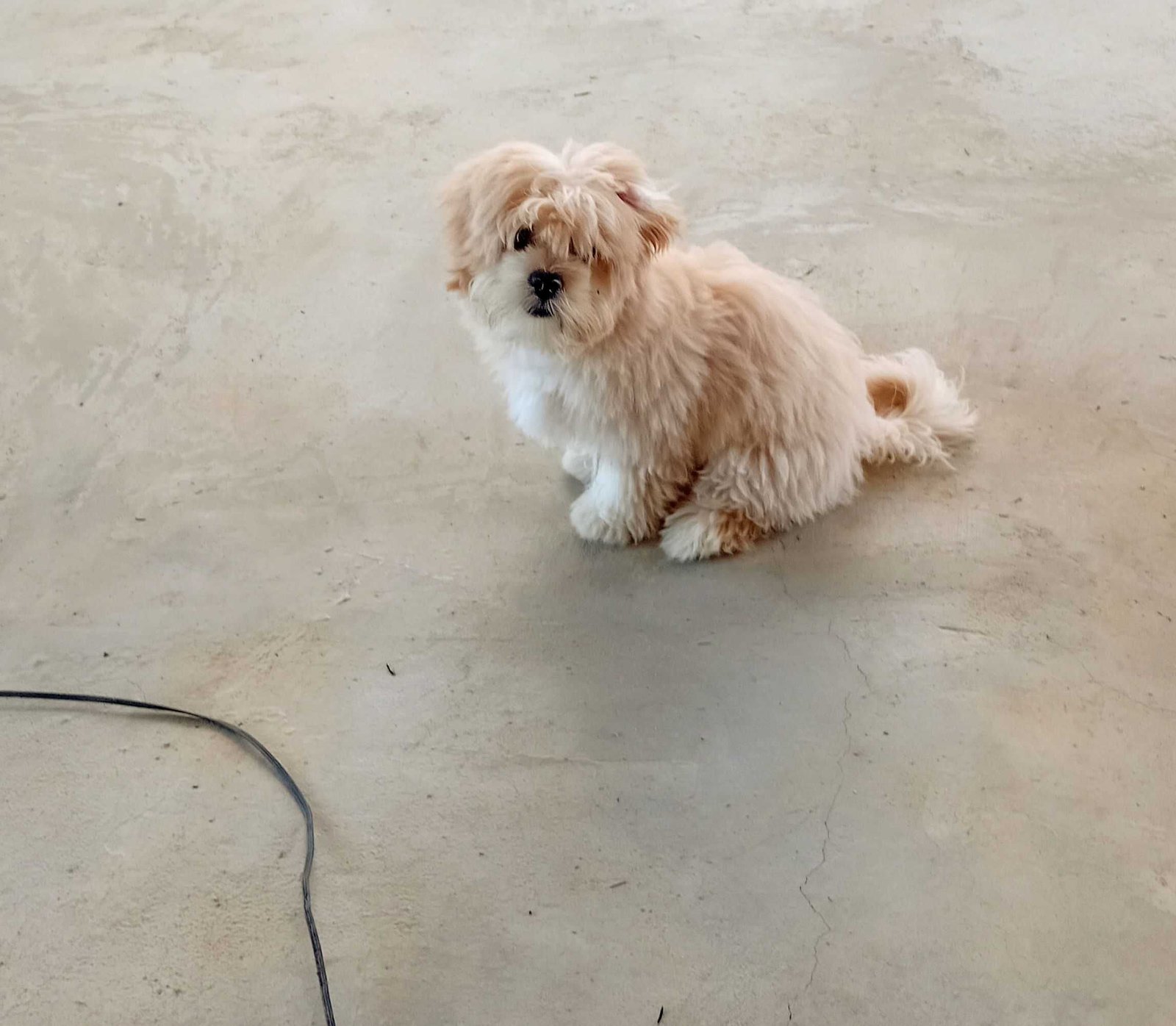 Filhotes de shih tzu - Foto 2