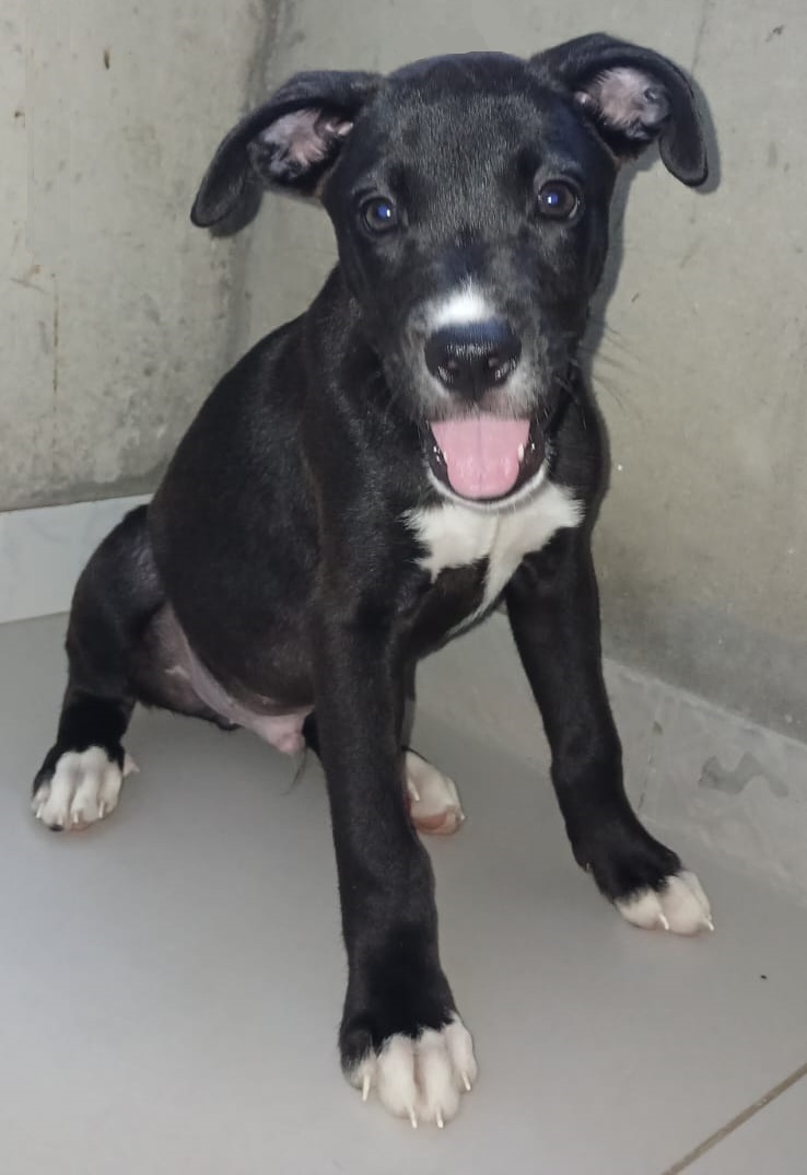 Portal Vendocão Filhote de Akita com Boxer Salvador-BA