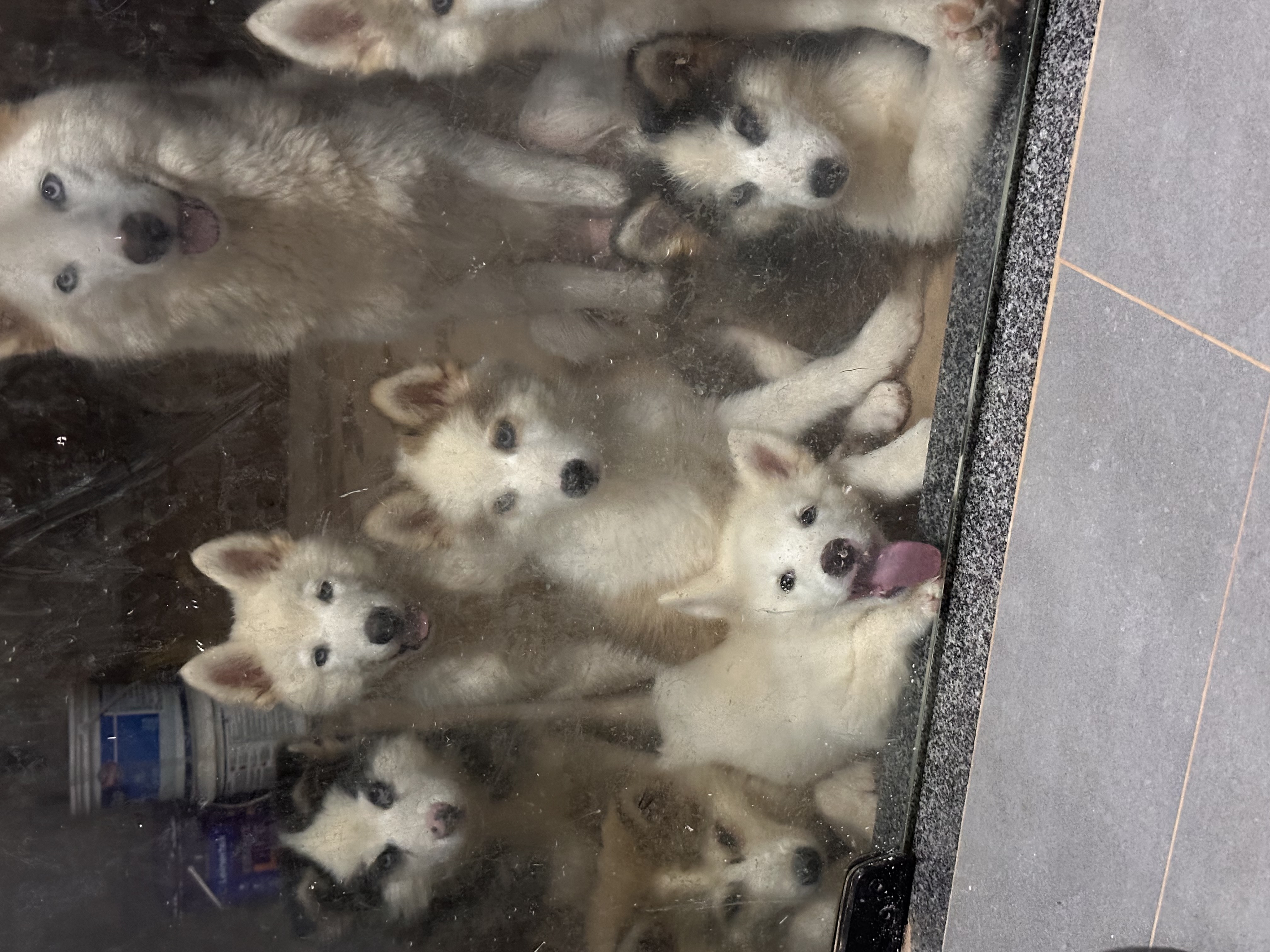 Portal Vendocão Filhote de husky siberiano  Parauapebas 