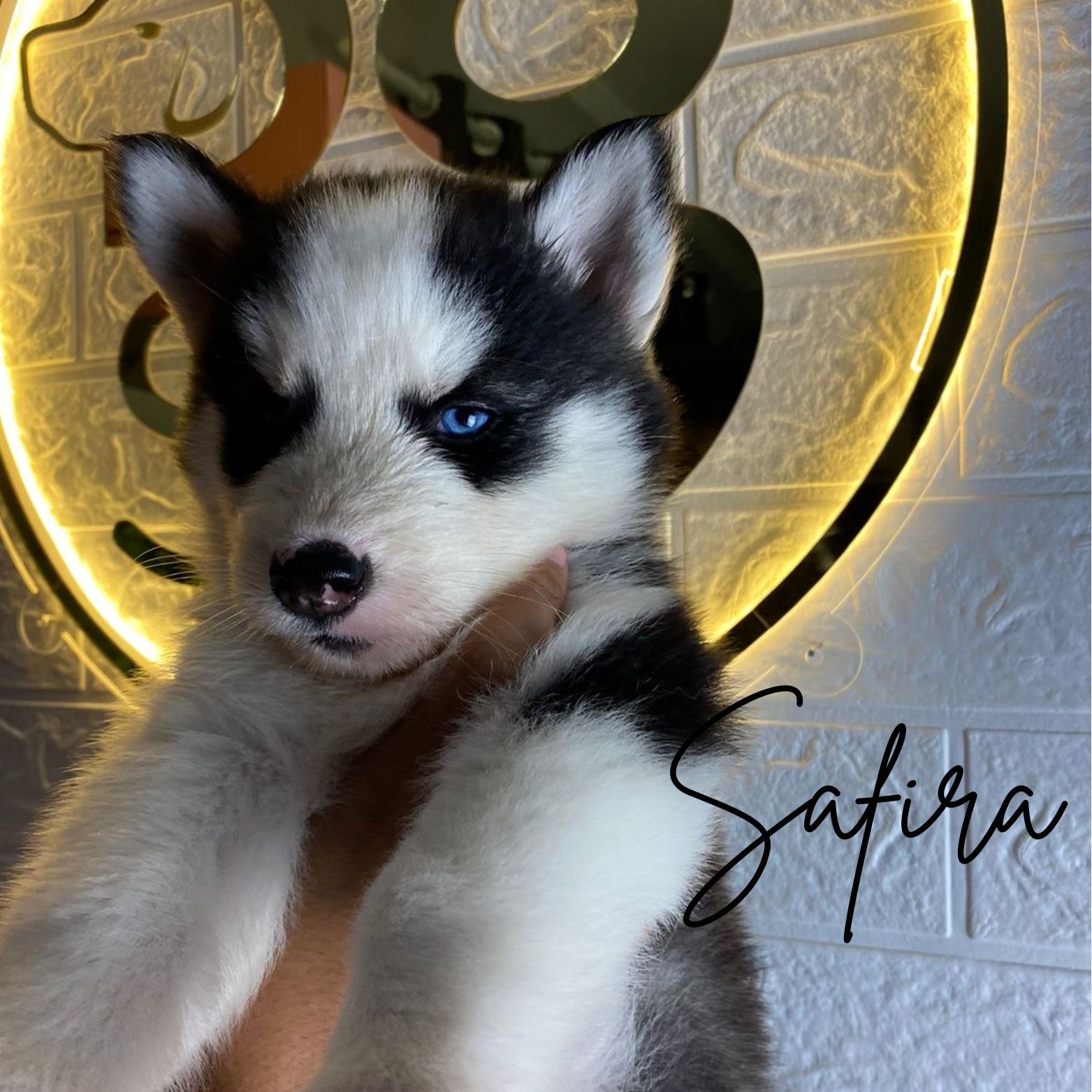 Portal Vendocão Filhotes de husky siberiano  São Paulo 