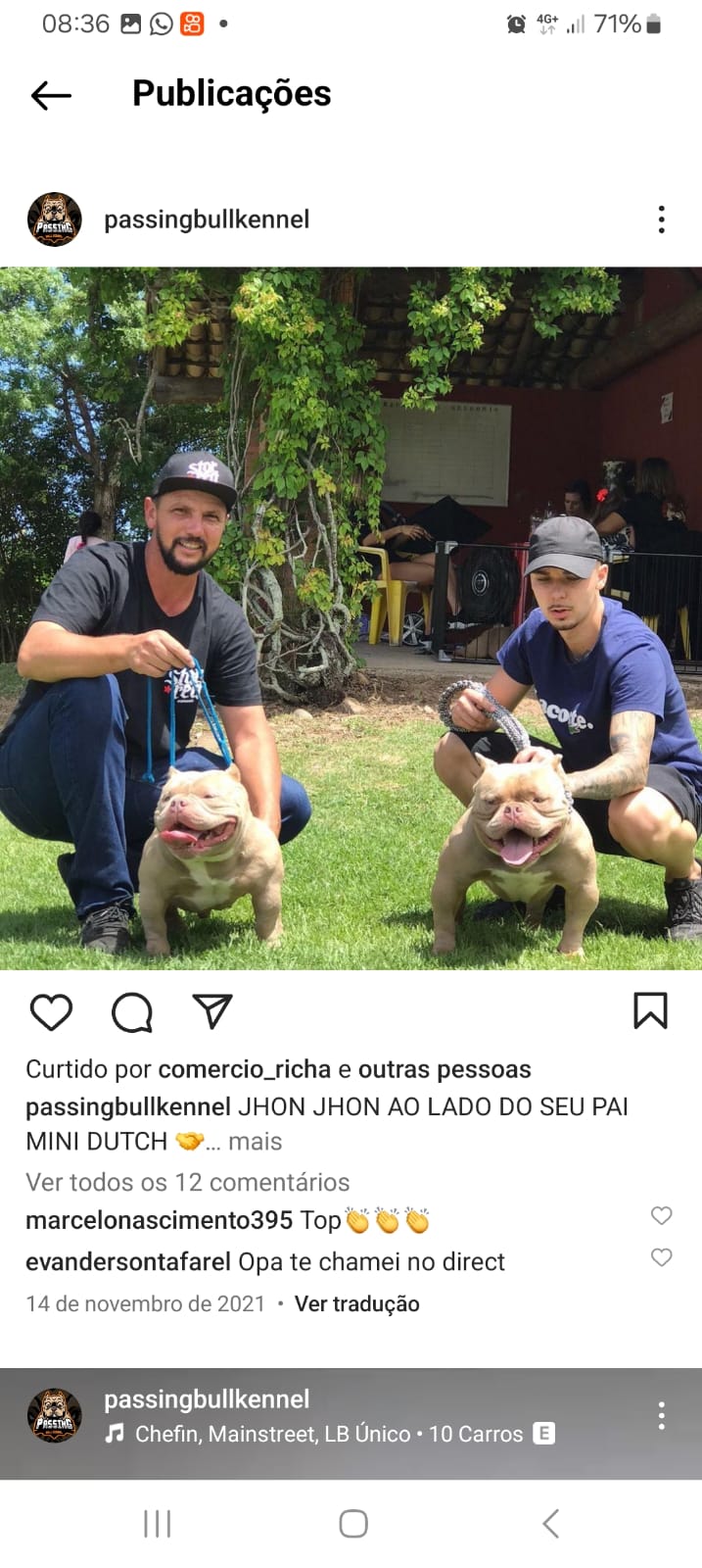 Portal Vendocão AMERICAN BULLY EXOTIC - FILHOTES  Florianópolis 