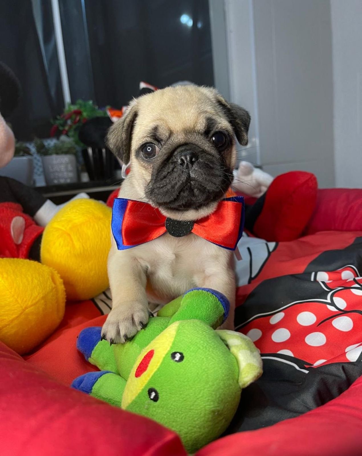 Pug machinho  - Foto 1