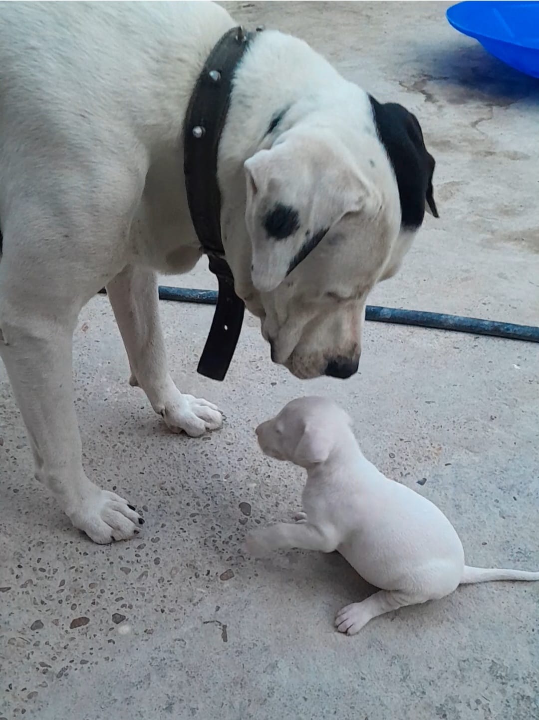 Portal Vendocão Filhote de Pitbull com Dalmata Manaus