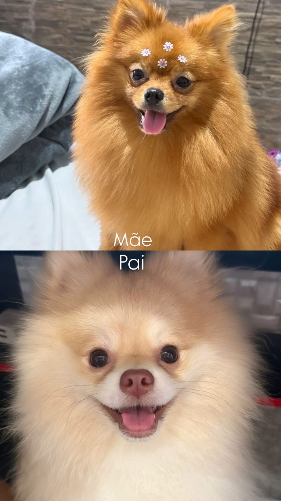 Lulu da pomerania ( ursinho ) - Foto 3