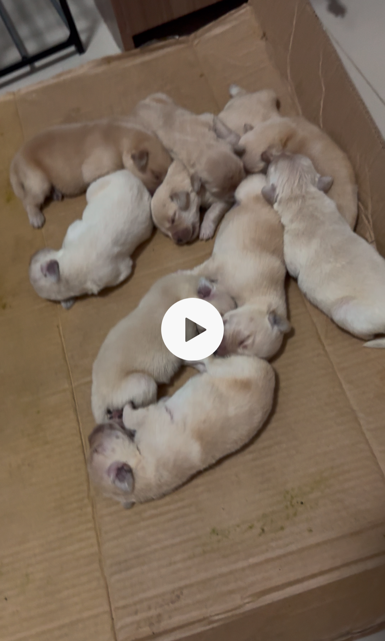 Portal Vendocão Filhotes de Golden Retrivier Arapiraca 