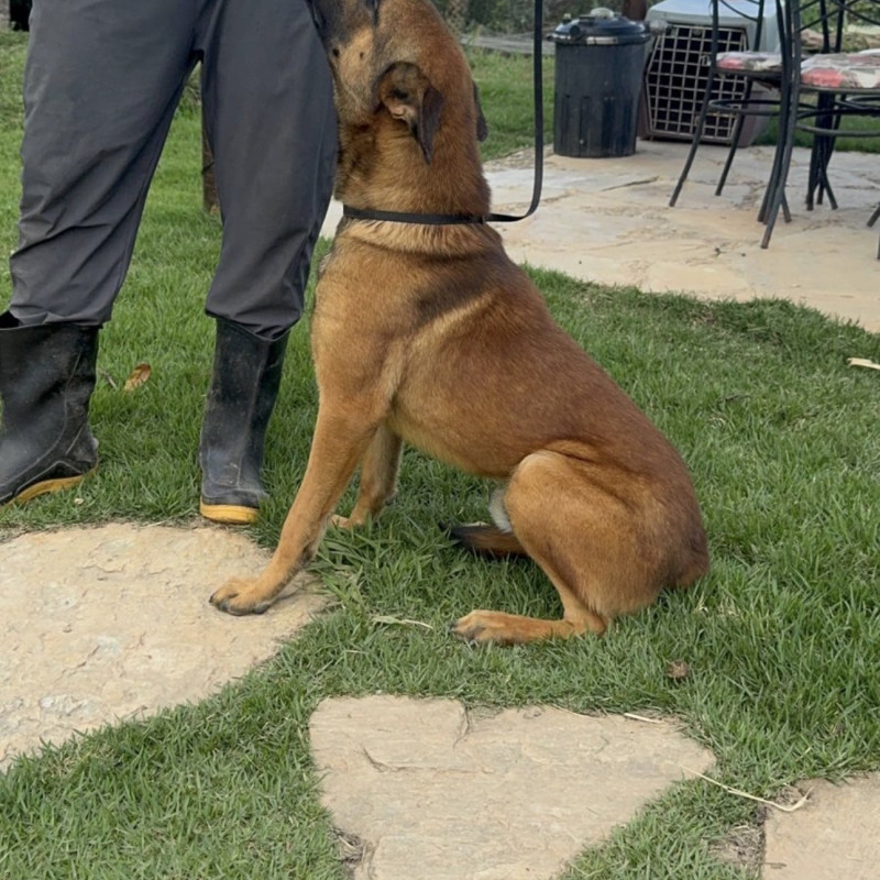 Lindo filhote de Pastor Malinois, macho e com 3 meses - Foto 4