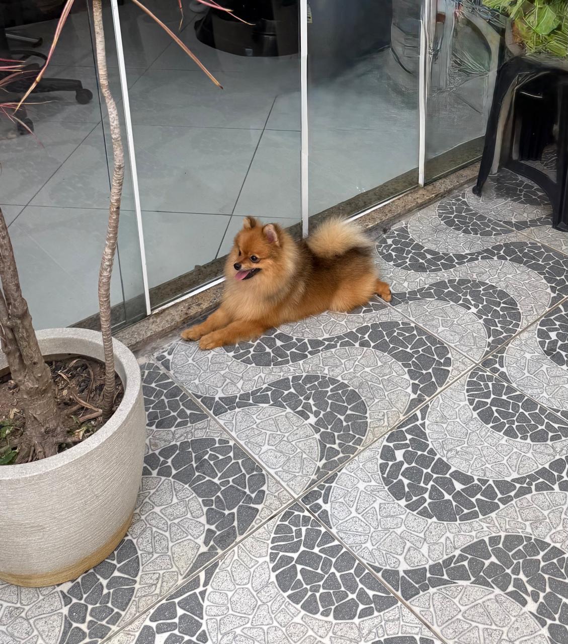 Lindo filhote de Spitz Alemão (Lulu da Pomerânia) macho disponível! - Foto 3