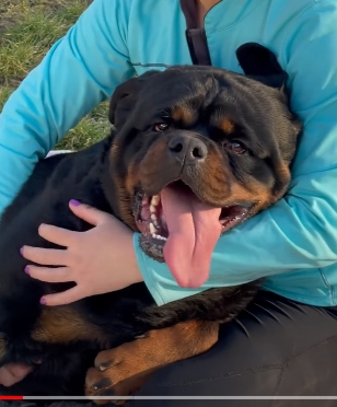 Portal Vendocão Rottweiler  São Paulo 