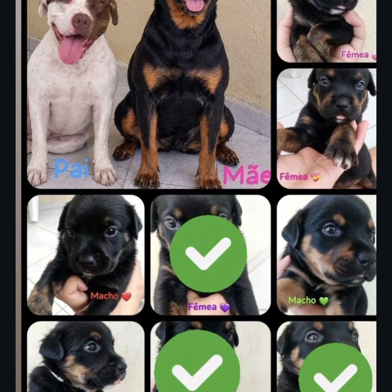 Filhotes de rottweiler com pittbul