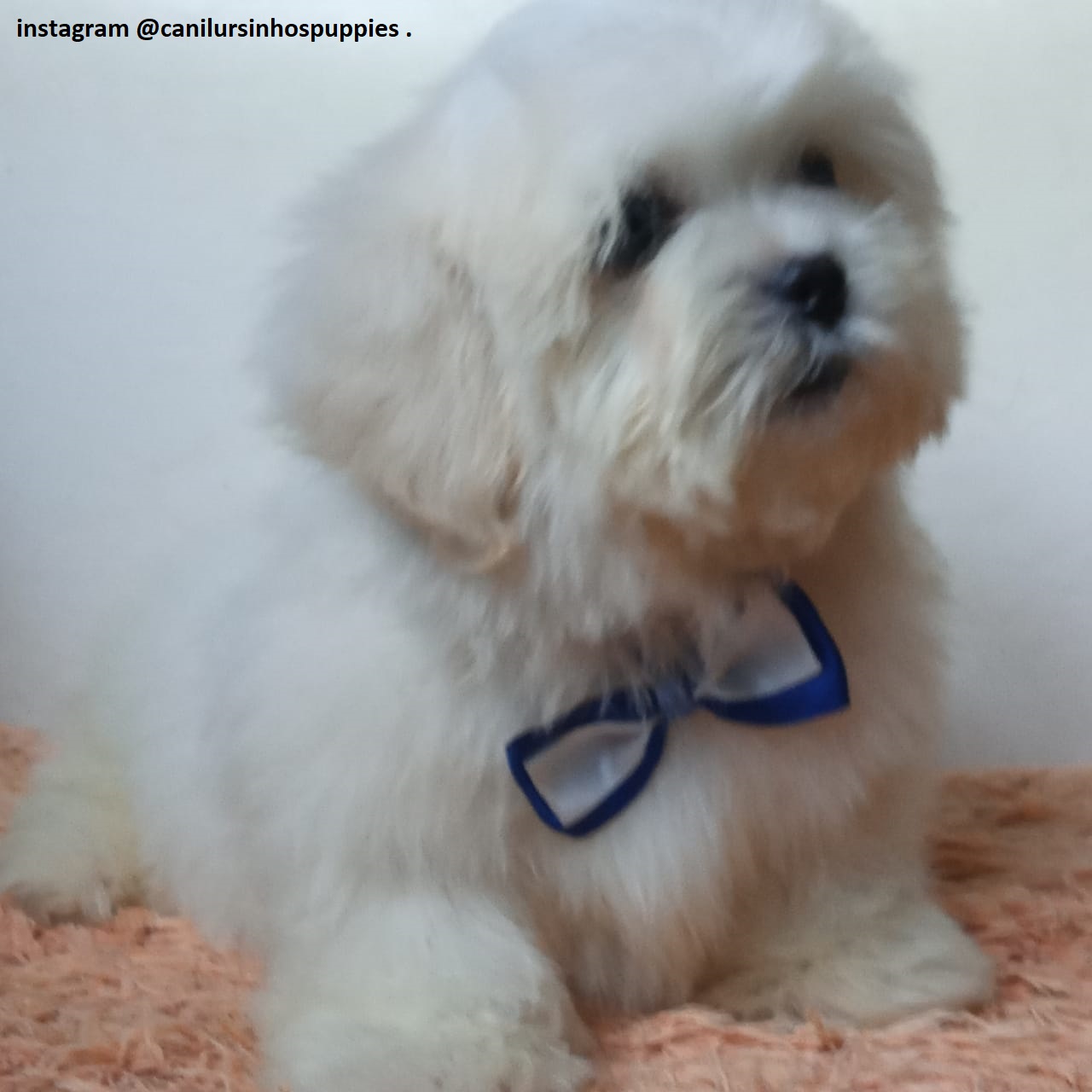 Portal Vendocão lhasa apso lindos bebes disponiveis @canilursinhospuppies  americana 