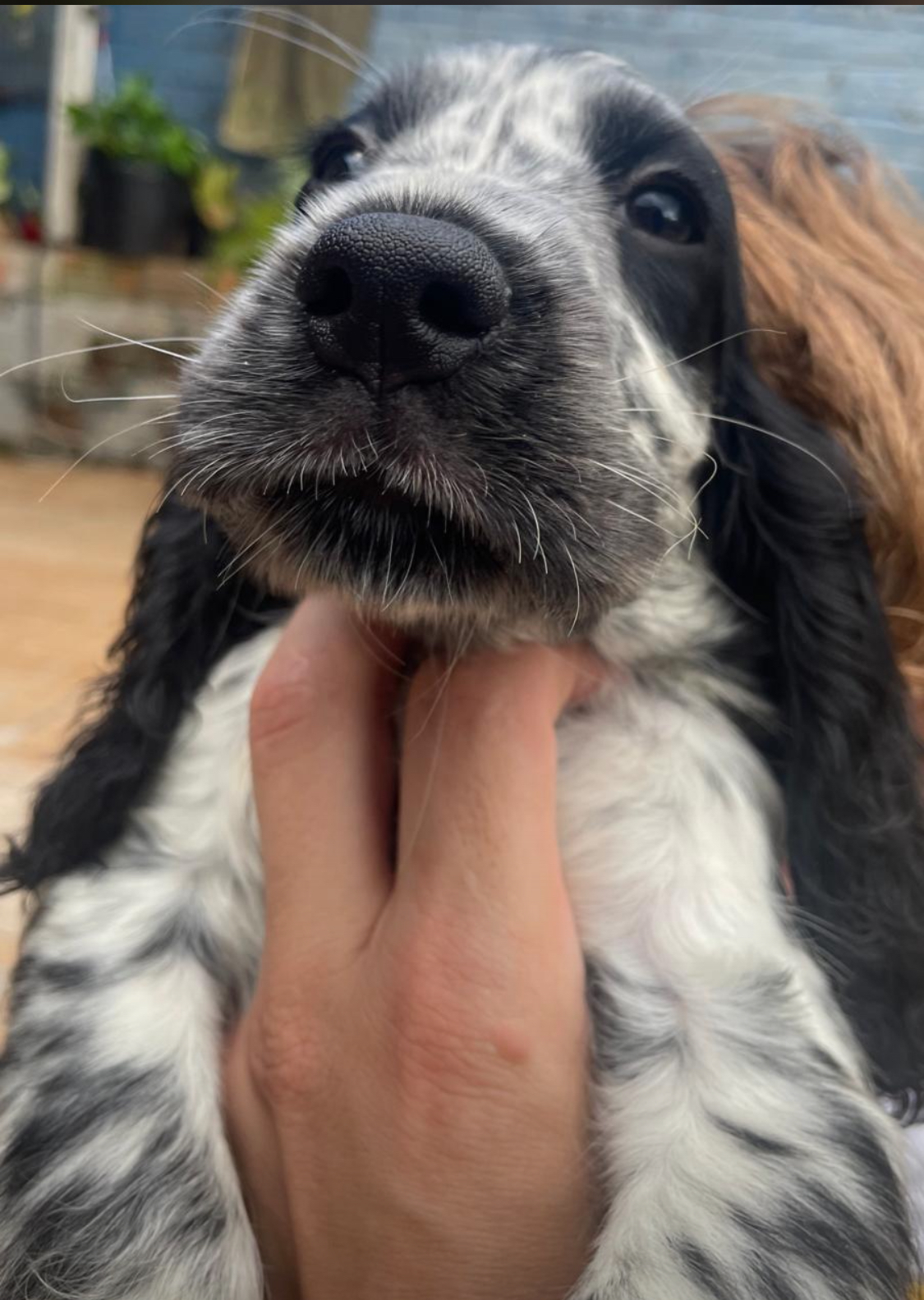 Filhotes de Cocker Spaniel inglês  - Foto 3