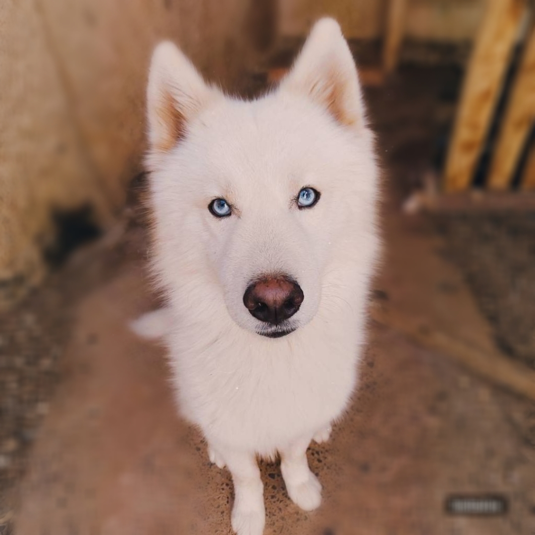 Portal Vendocão Husky siberiano  Belo Horizonte 