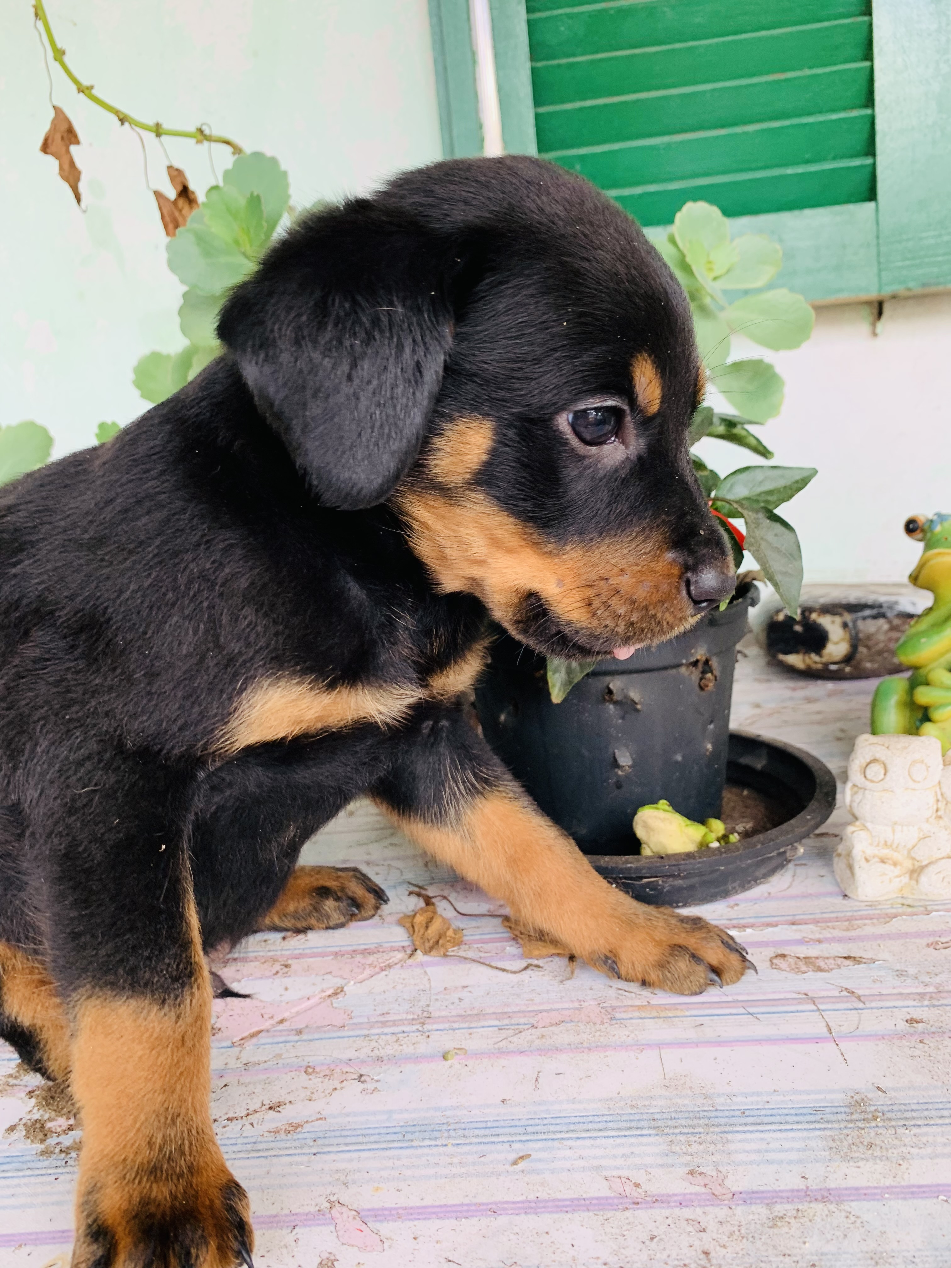 Portal Vendocão Filhotes de Rottweiler  Cidreira 