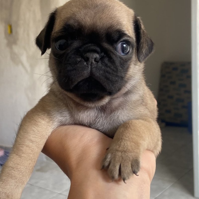 FILHOTE PUG À VENDA - Foto 1