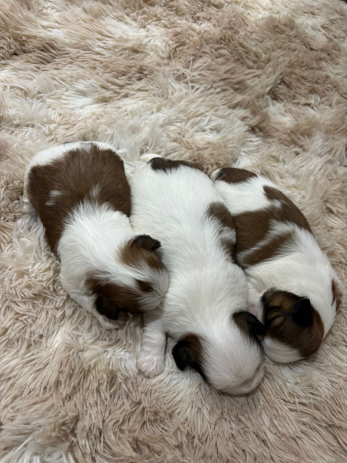 Shih Fêmea mini e Shih Tzu machos - Foto 4